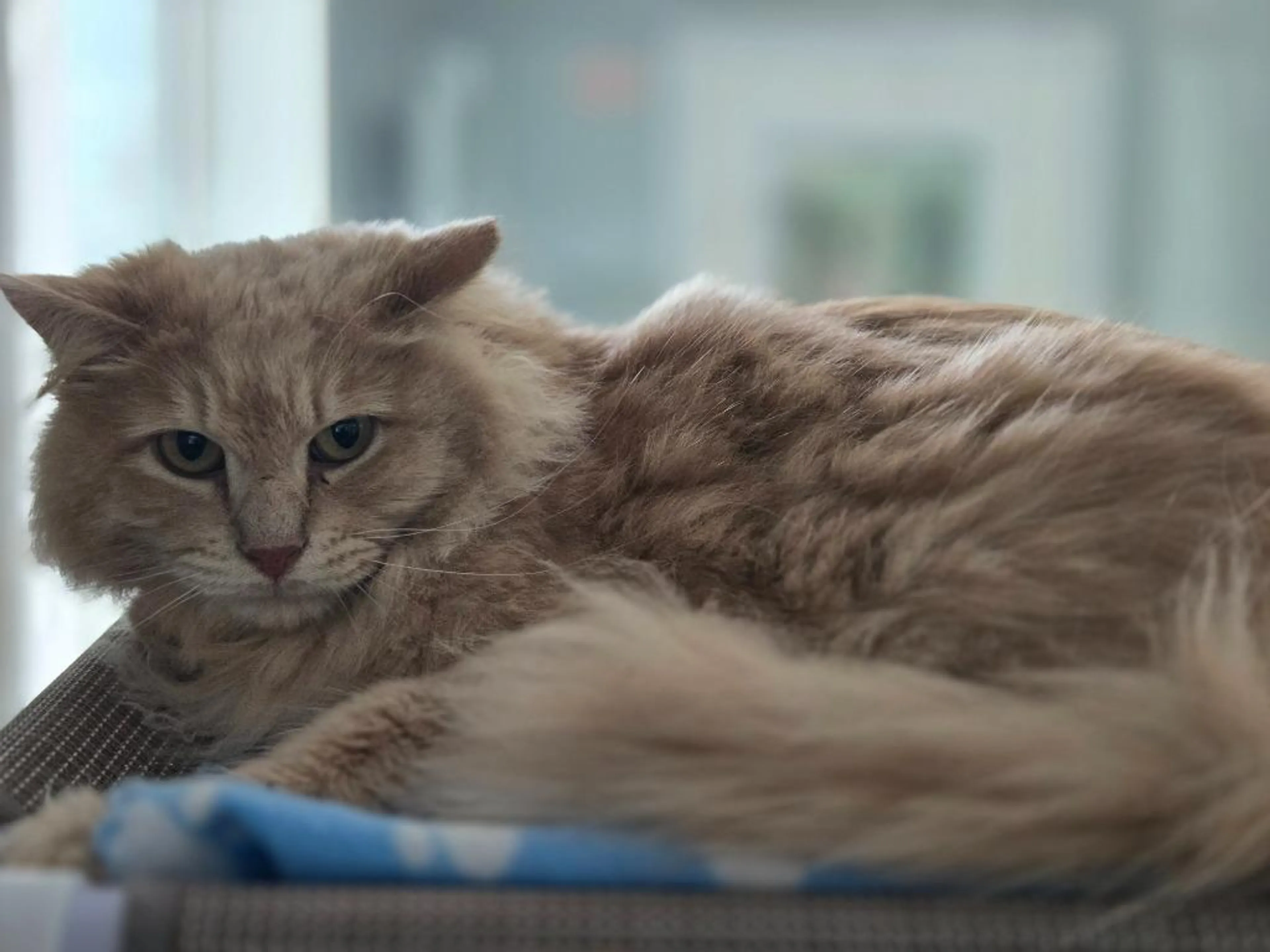 Found pet-2
