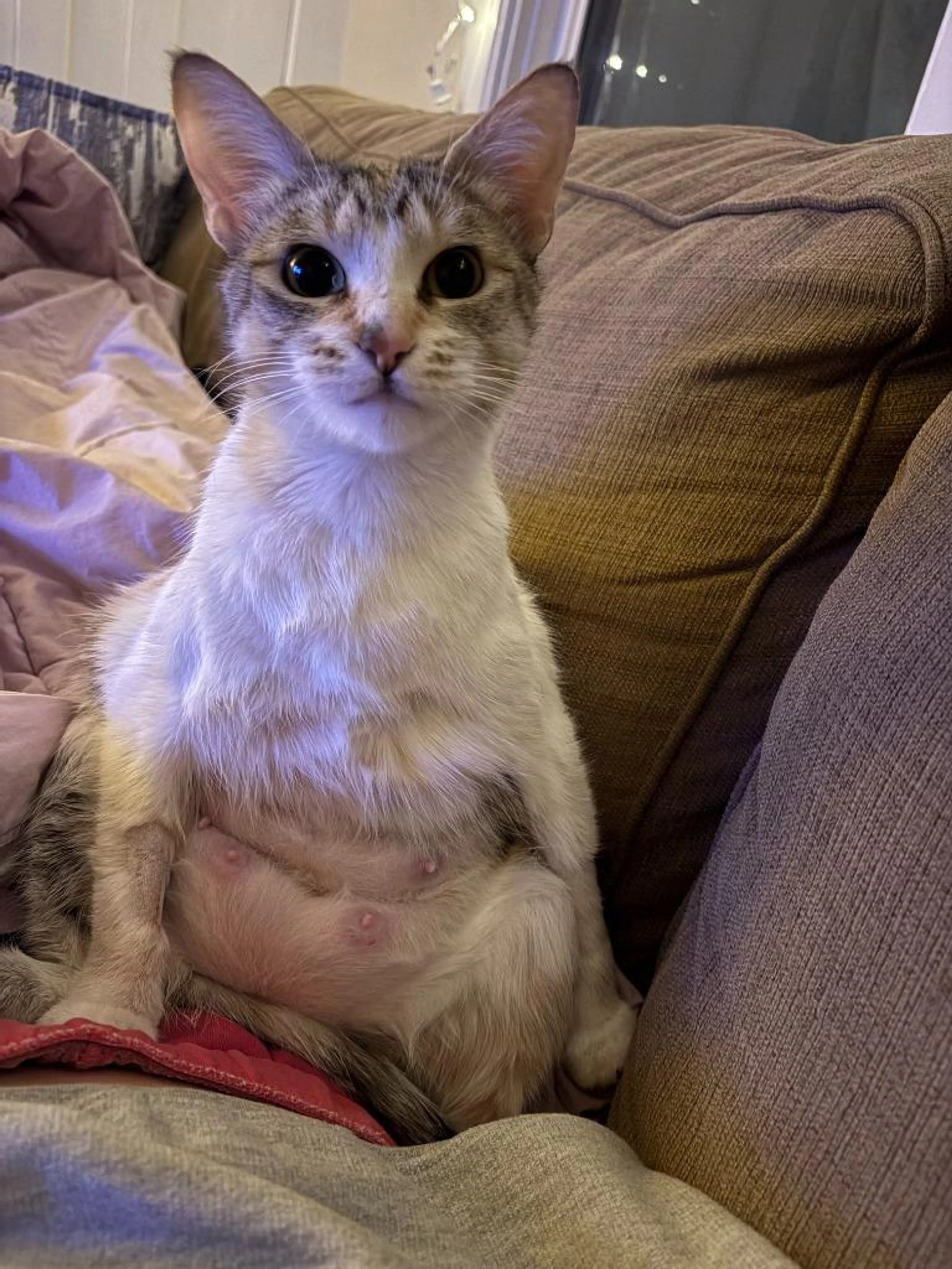 Found pet-2