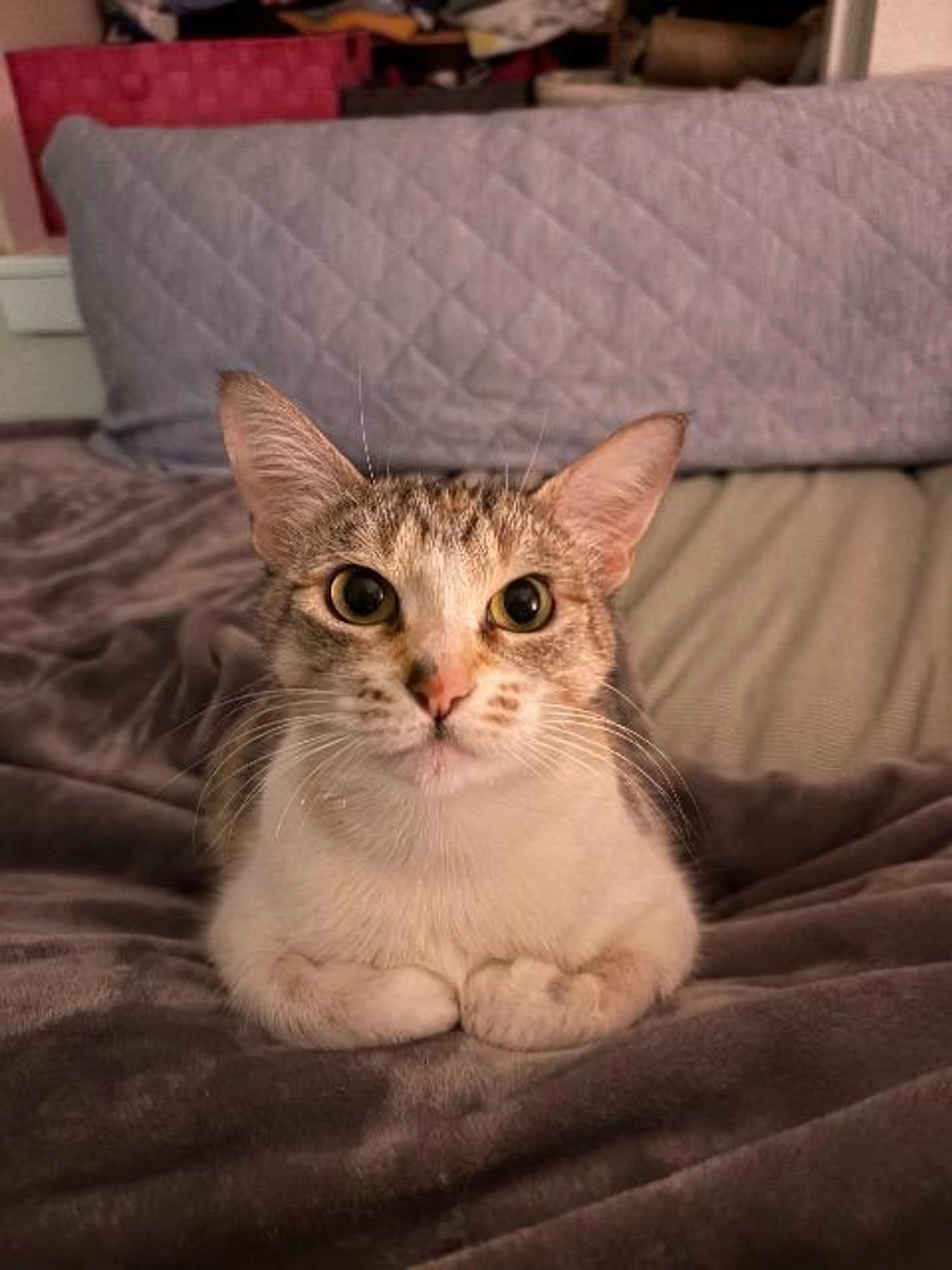 Found pet-4