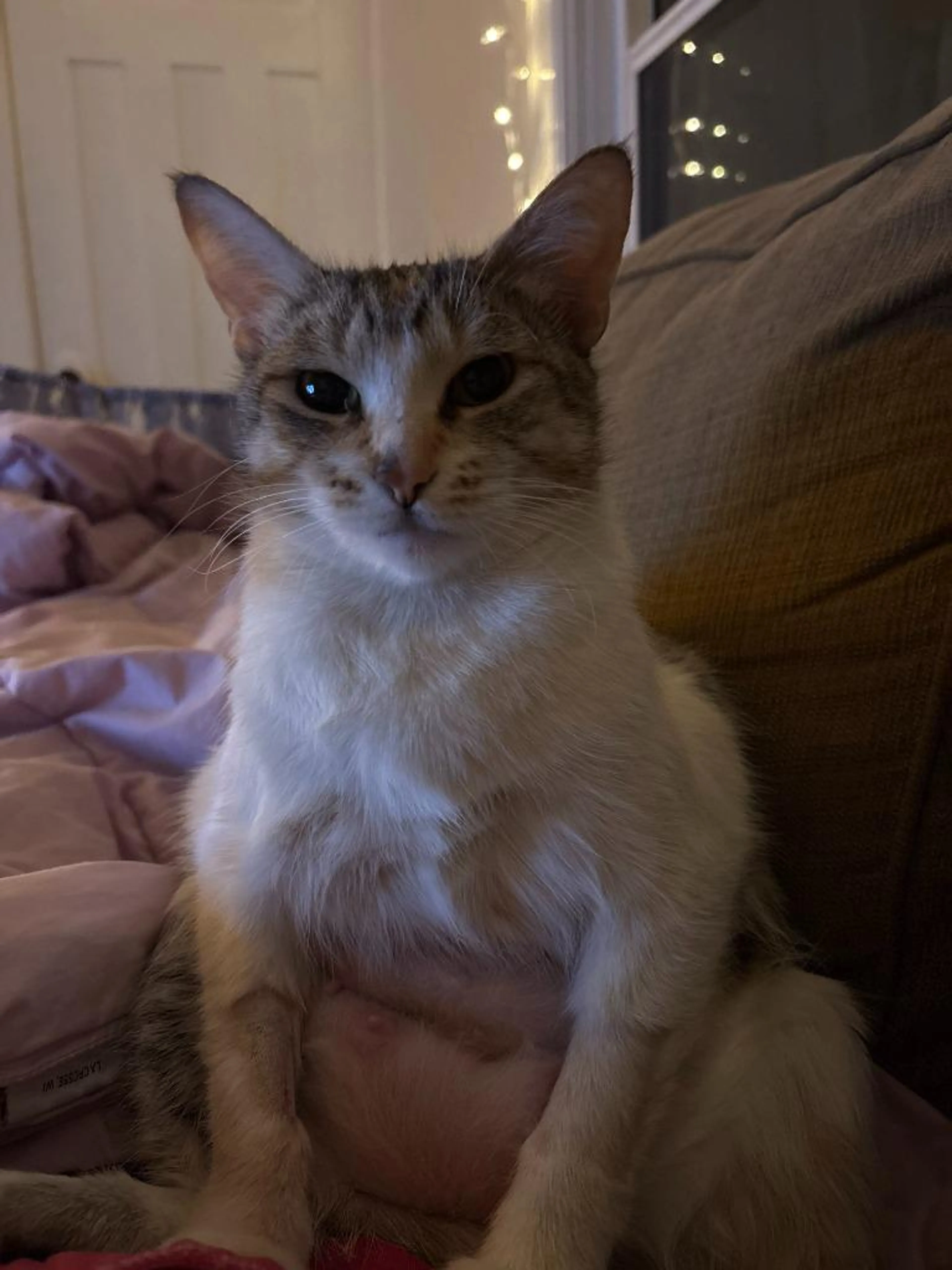 Found pet-0