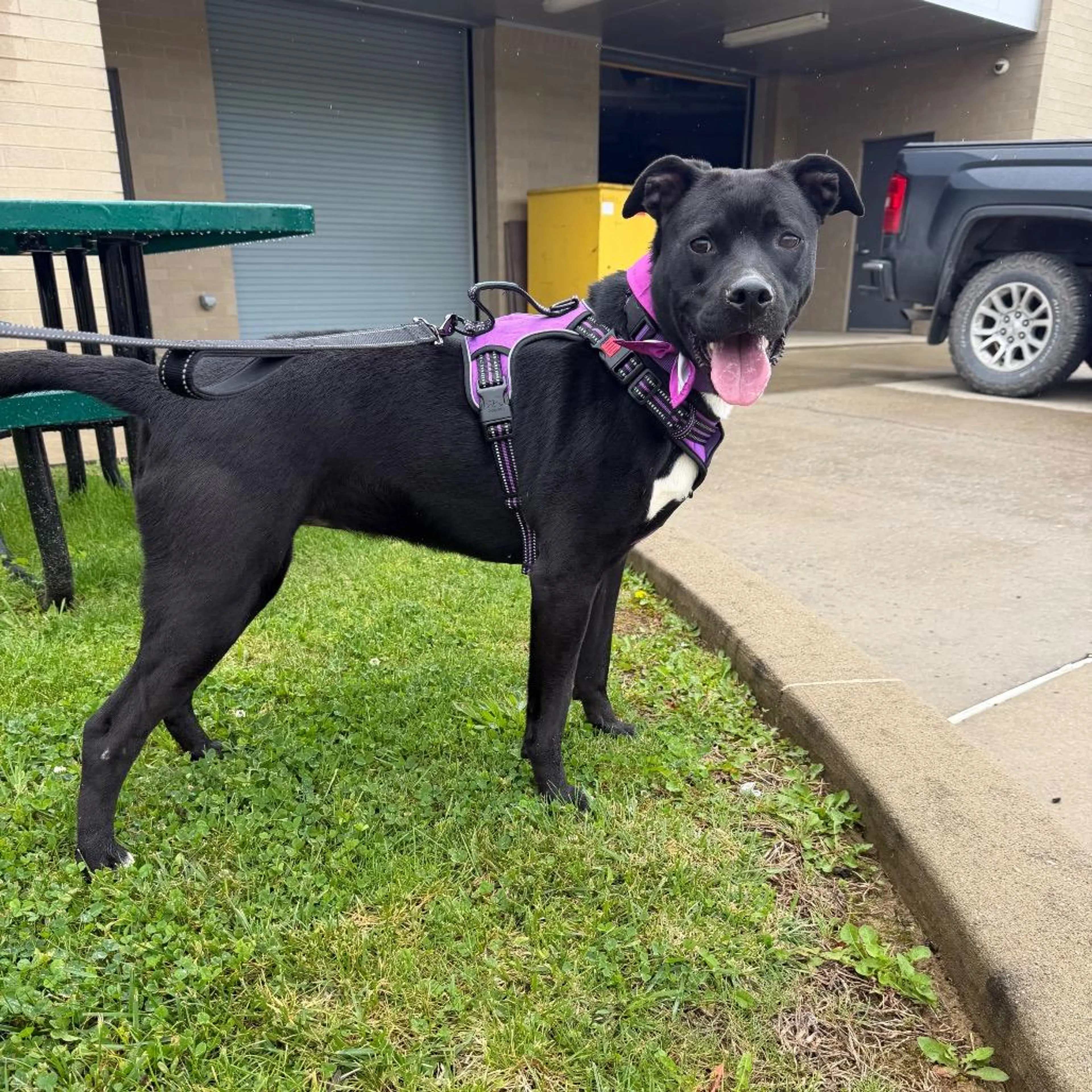 Found pet-2