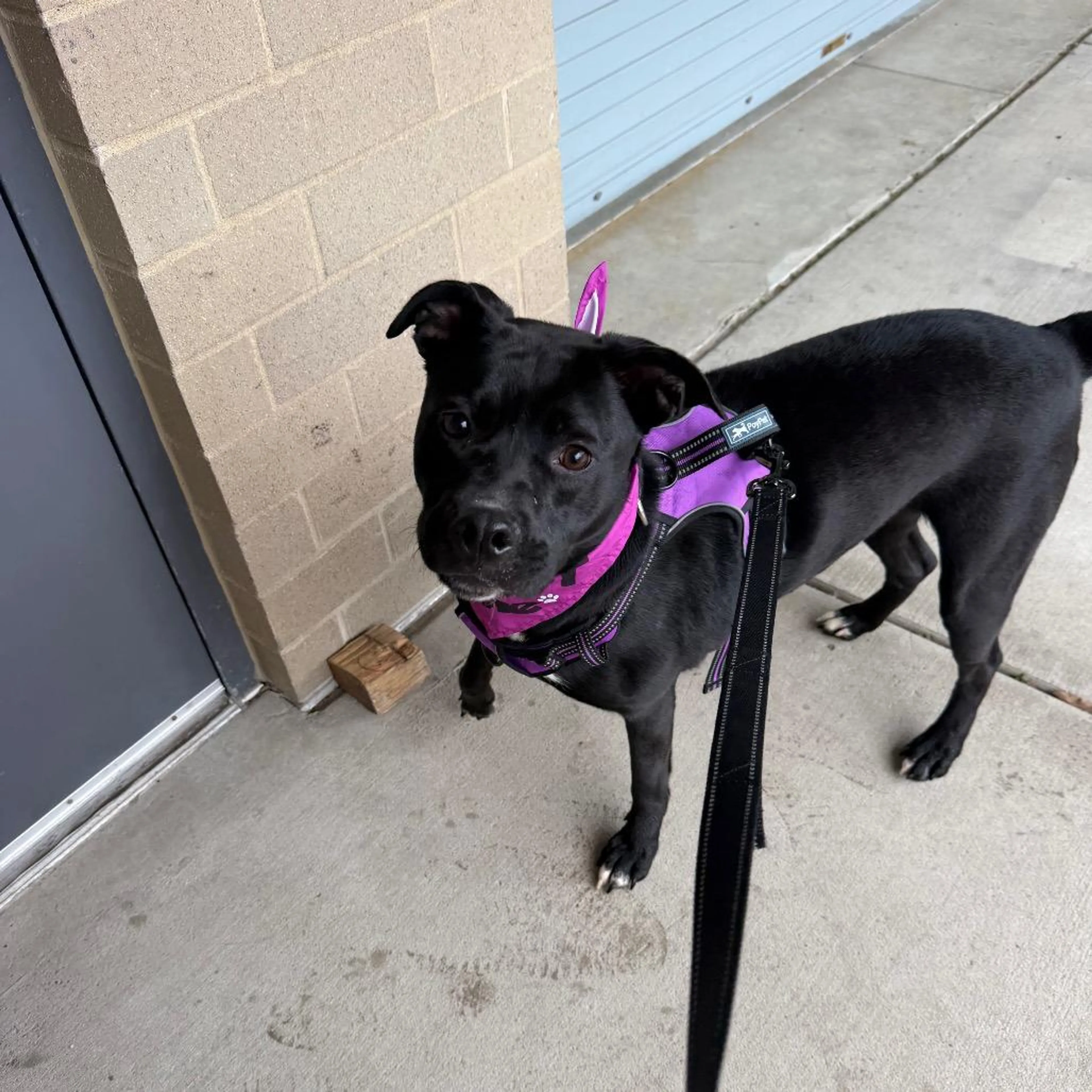 Found pet-1