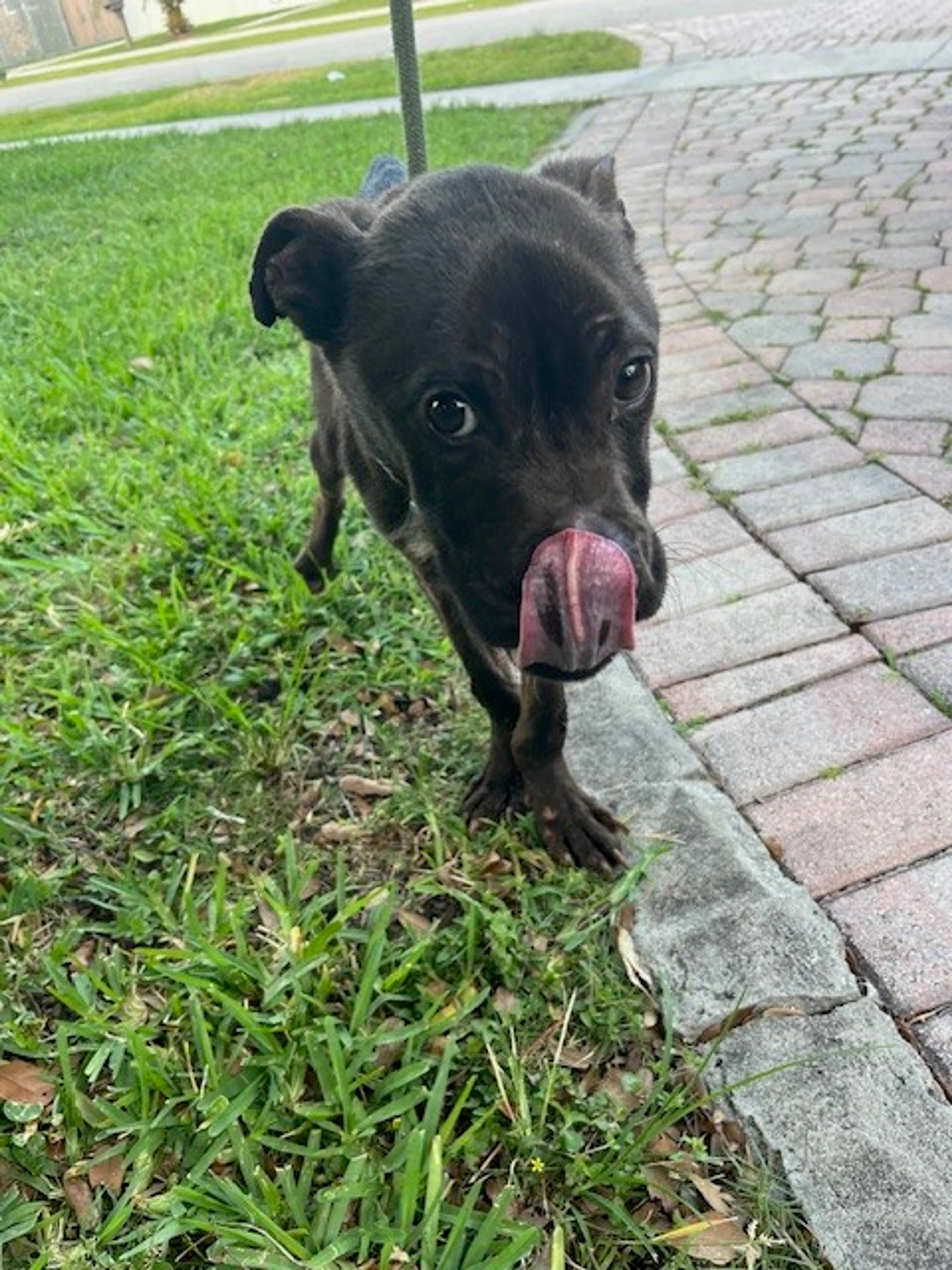 Found pet