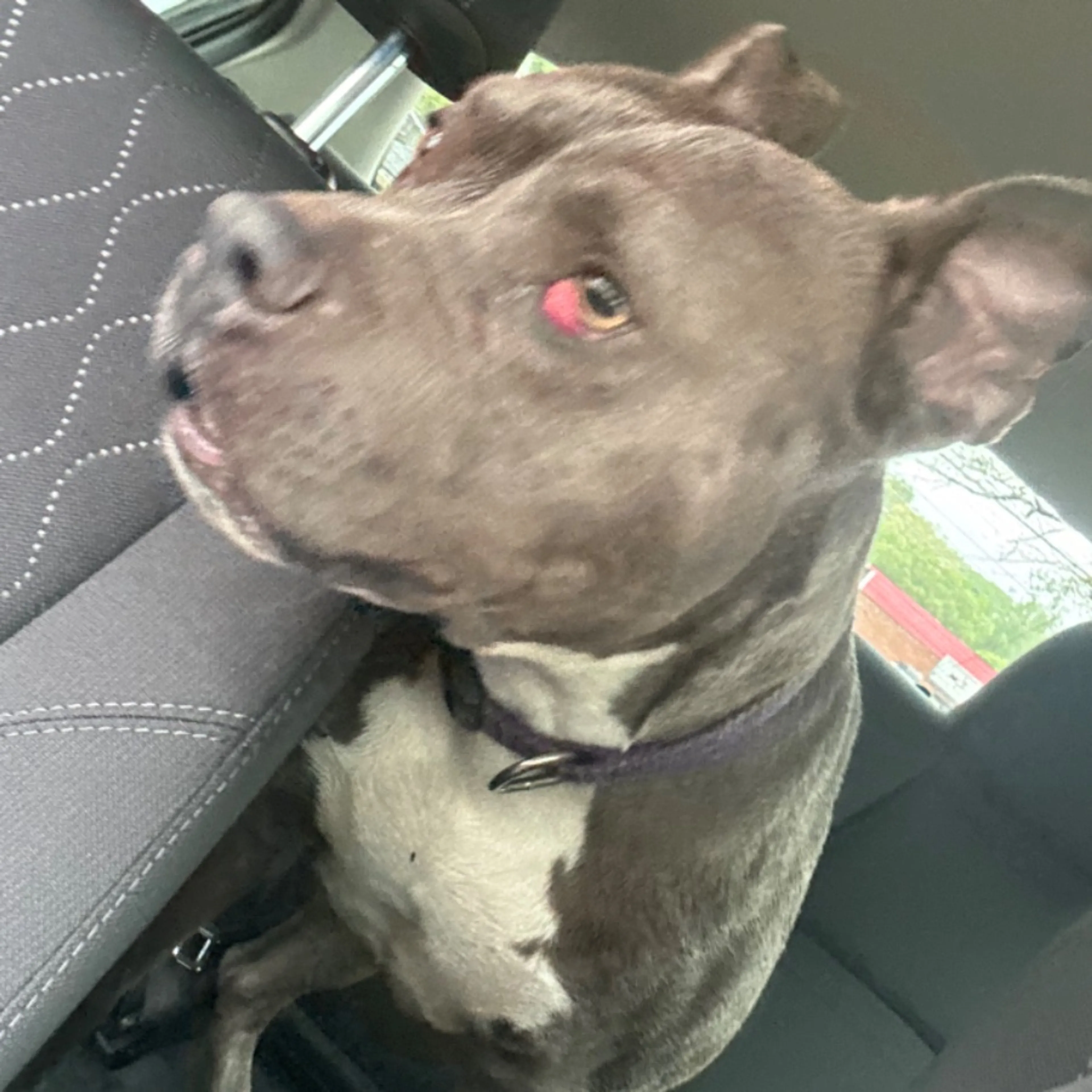 Lost pet