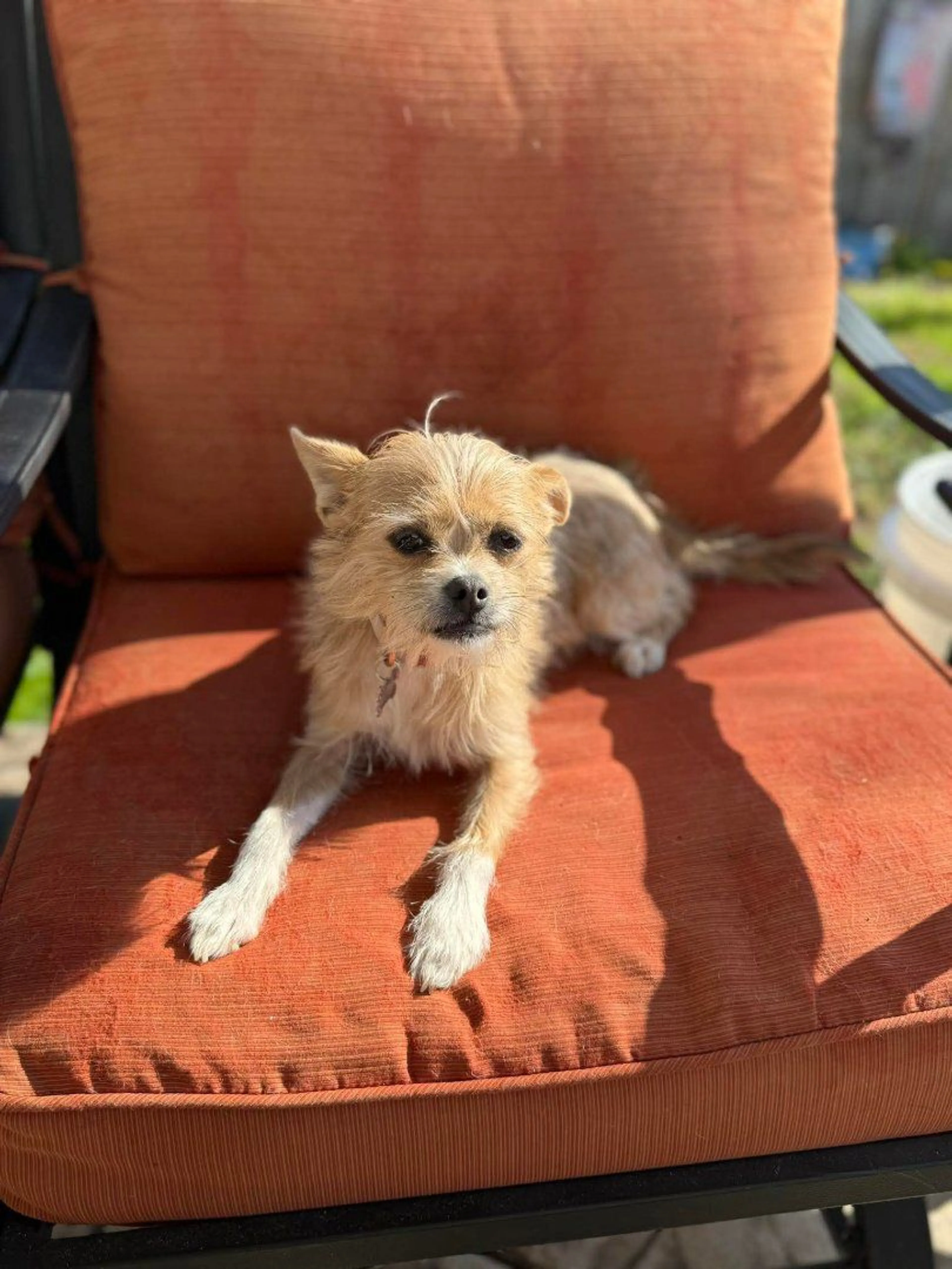 Lost pet
