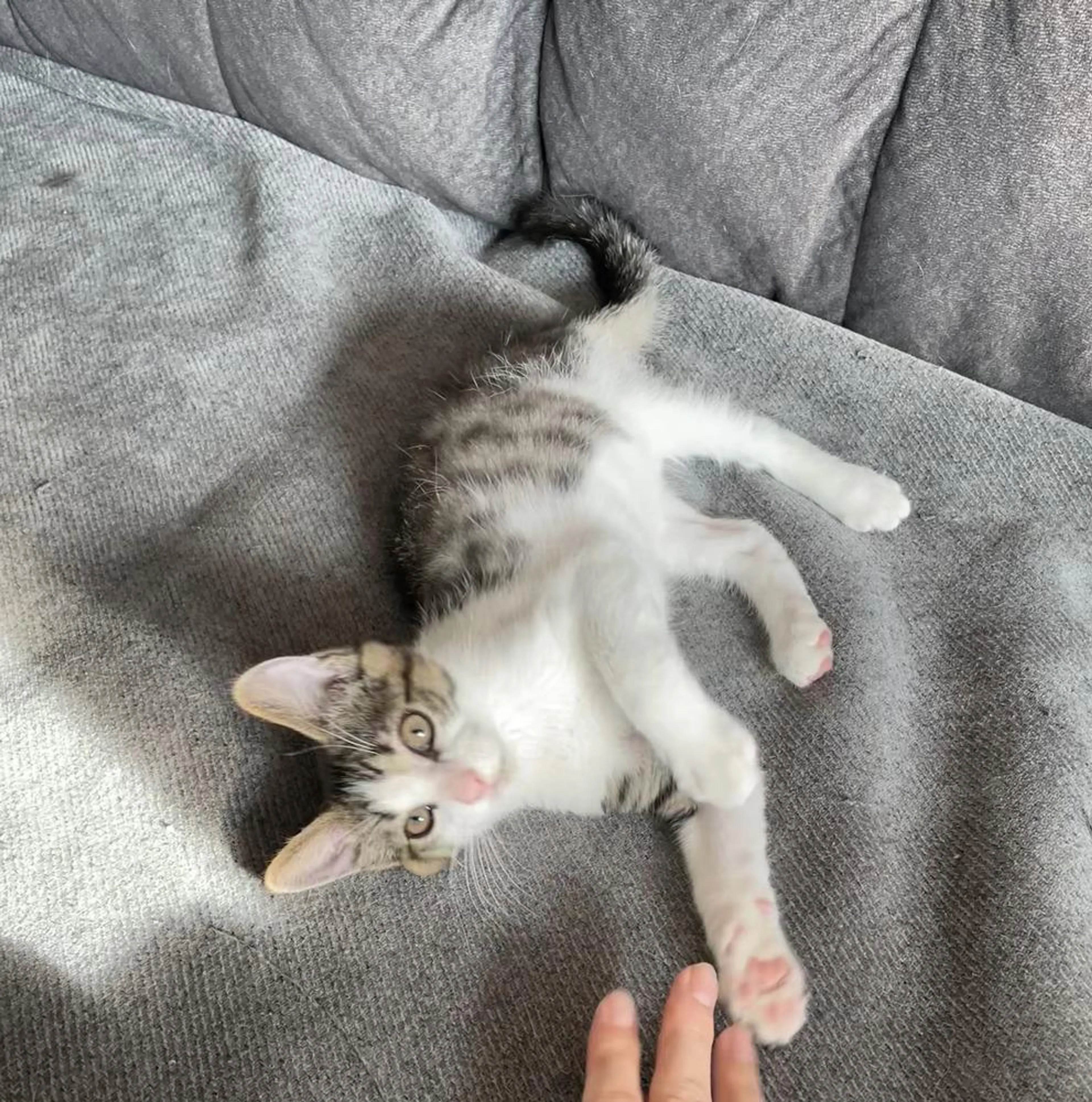 Found pet-3