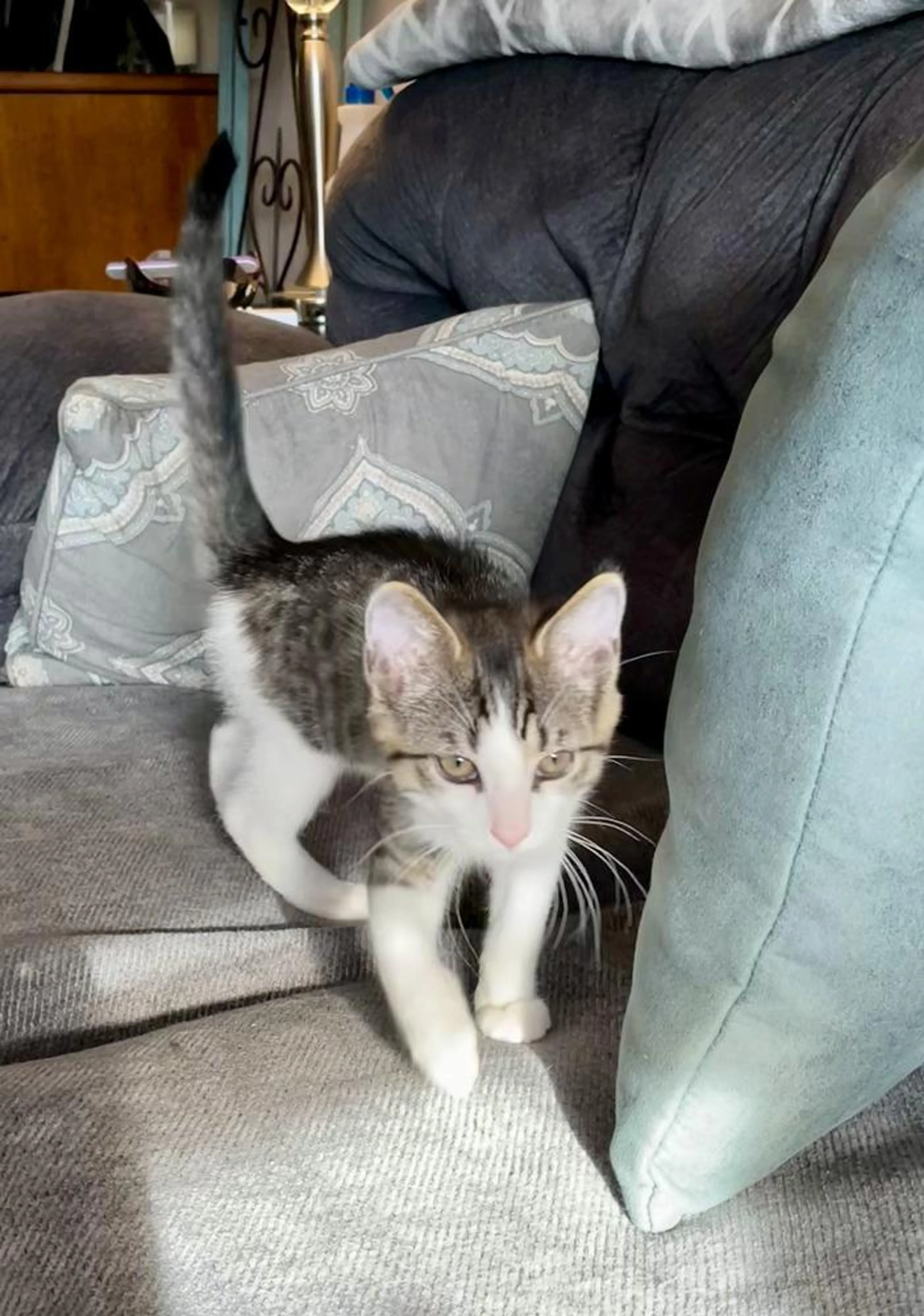 Found pet-1