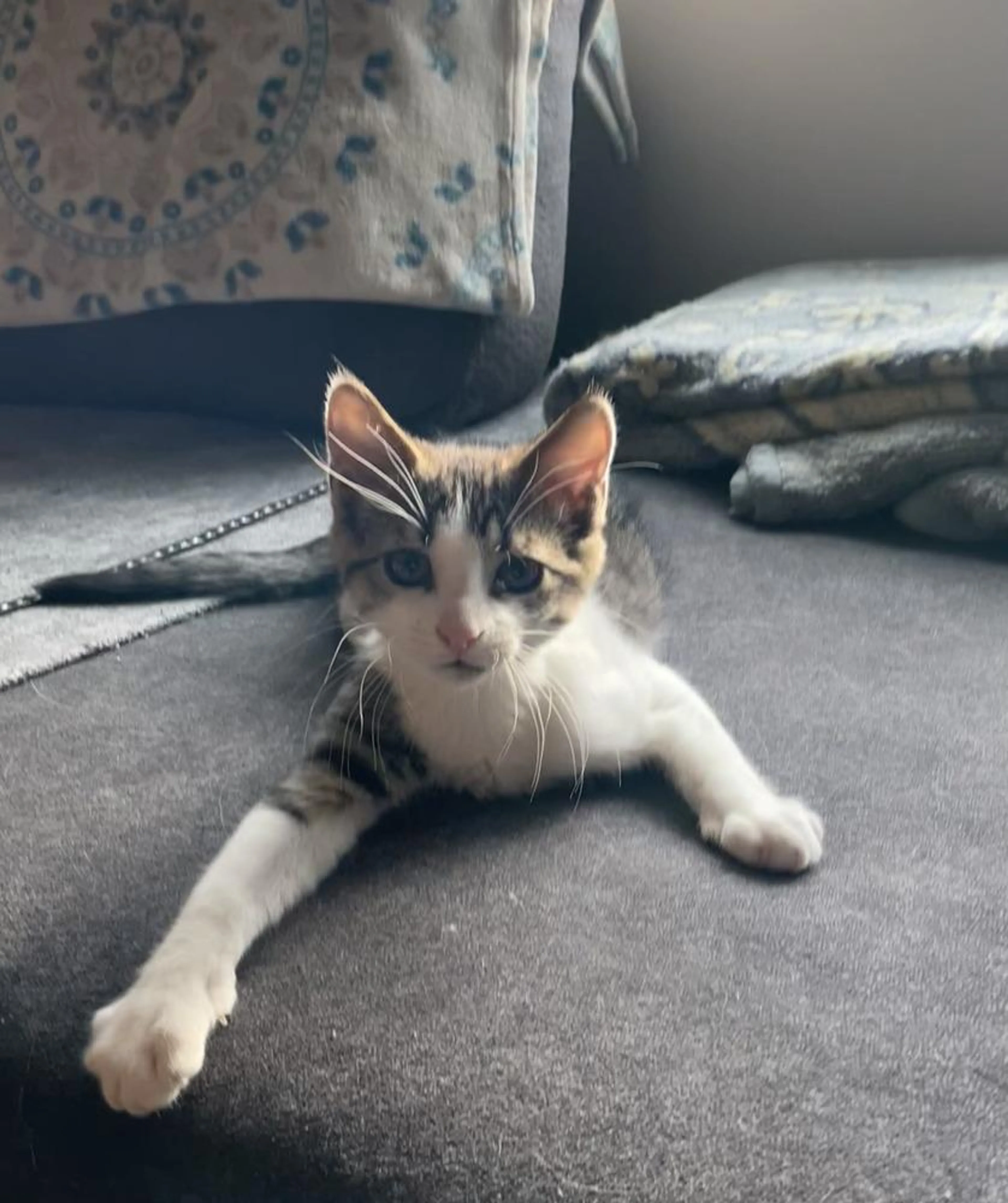Found pet-0