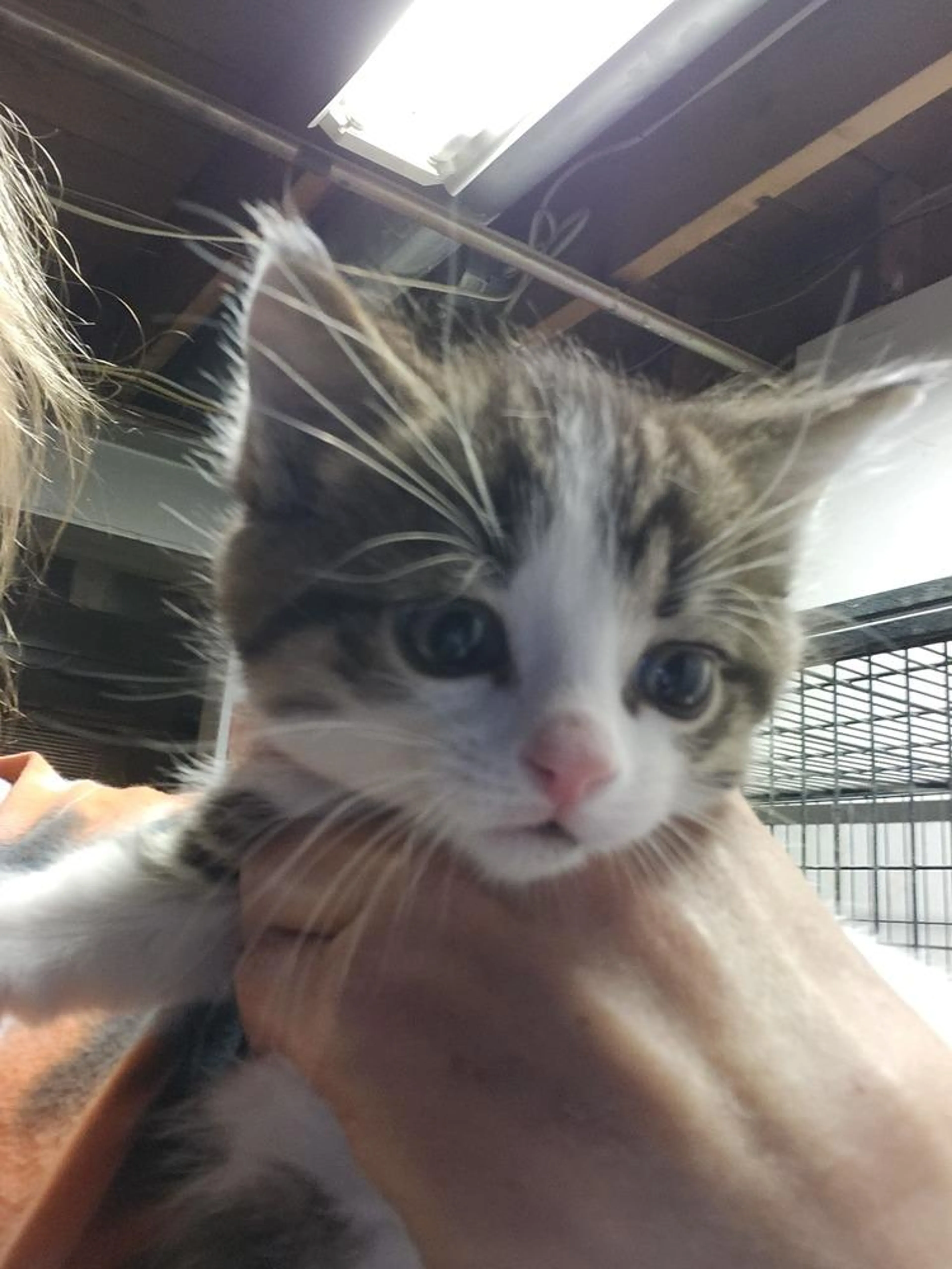 Found pet-2