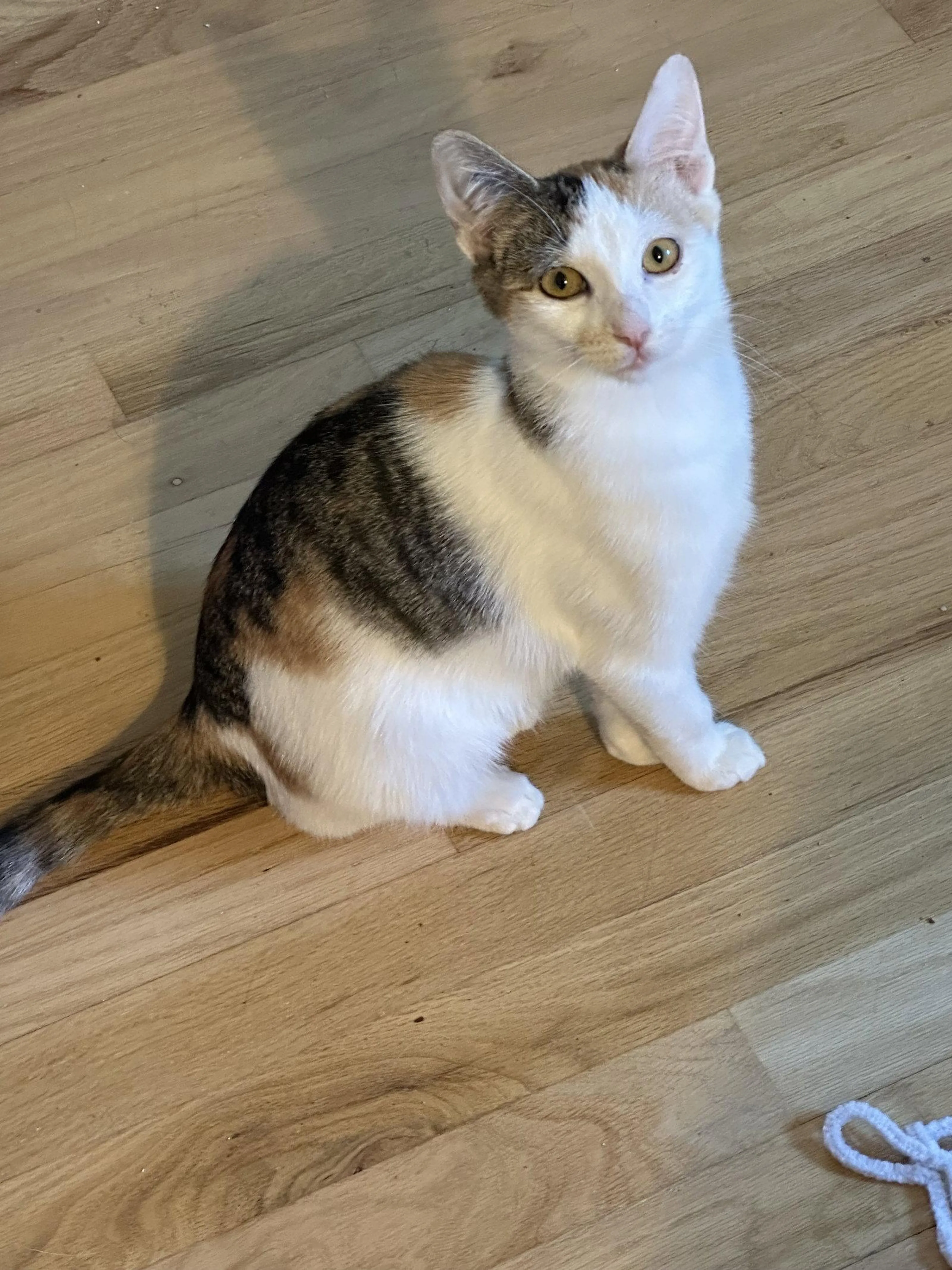 Found pet-0
