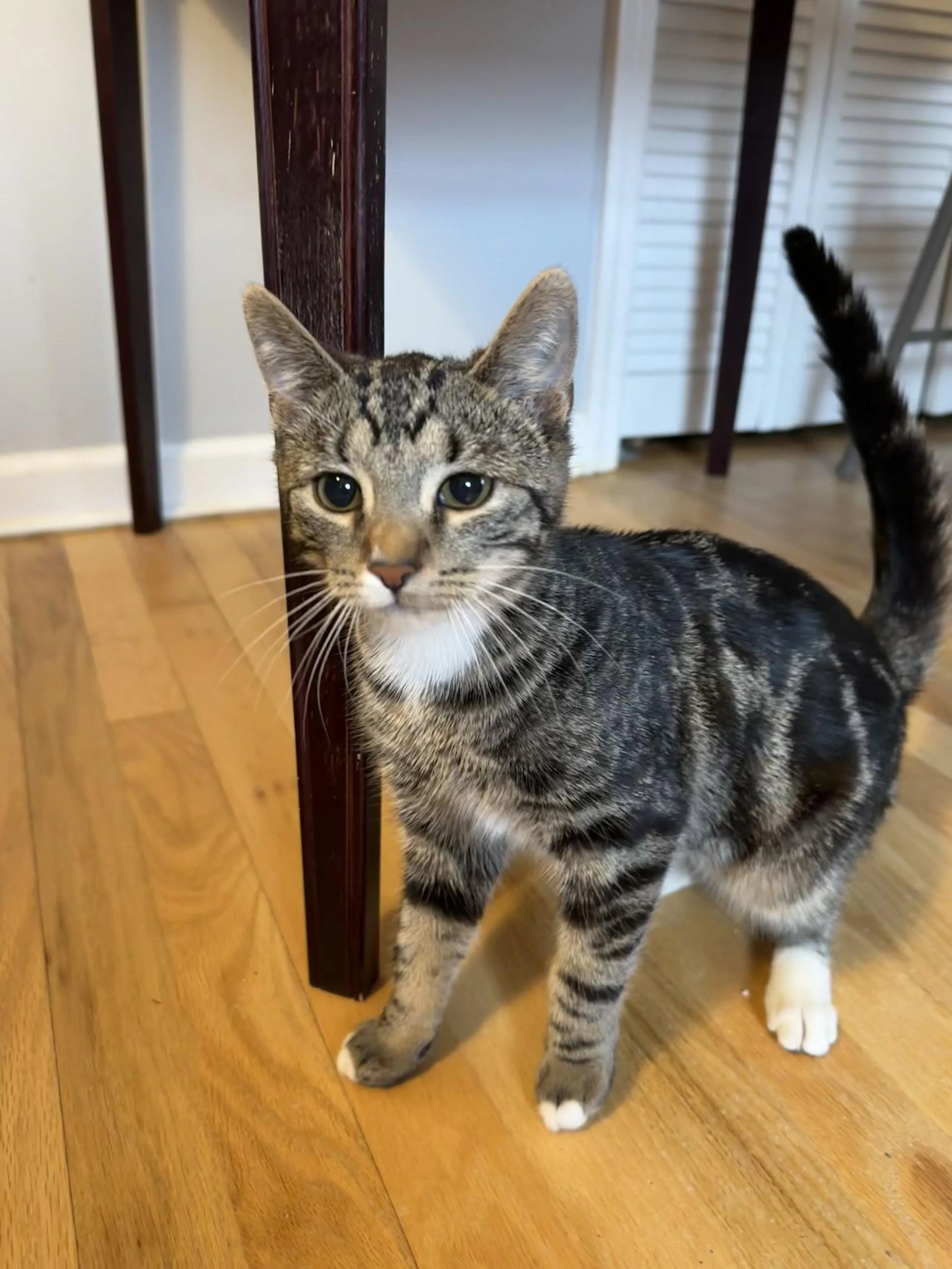Found pet-1