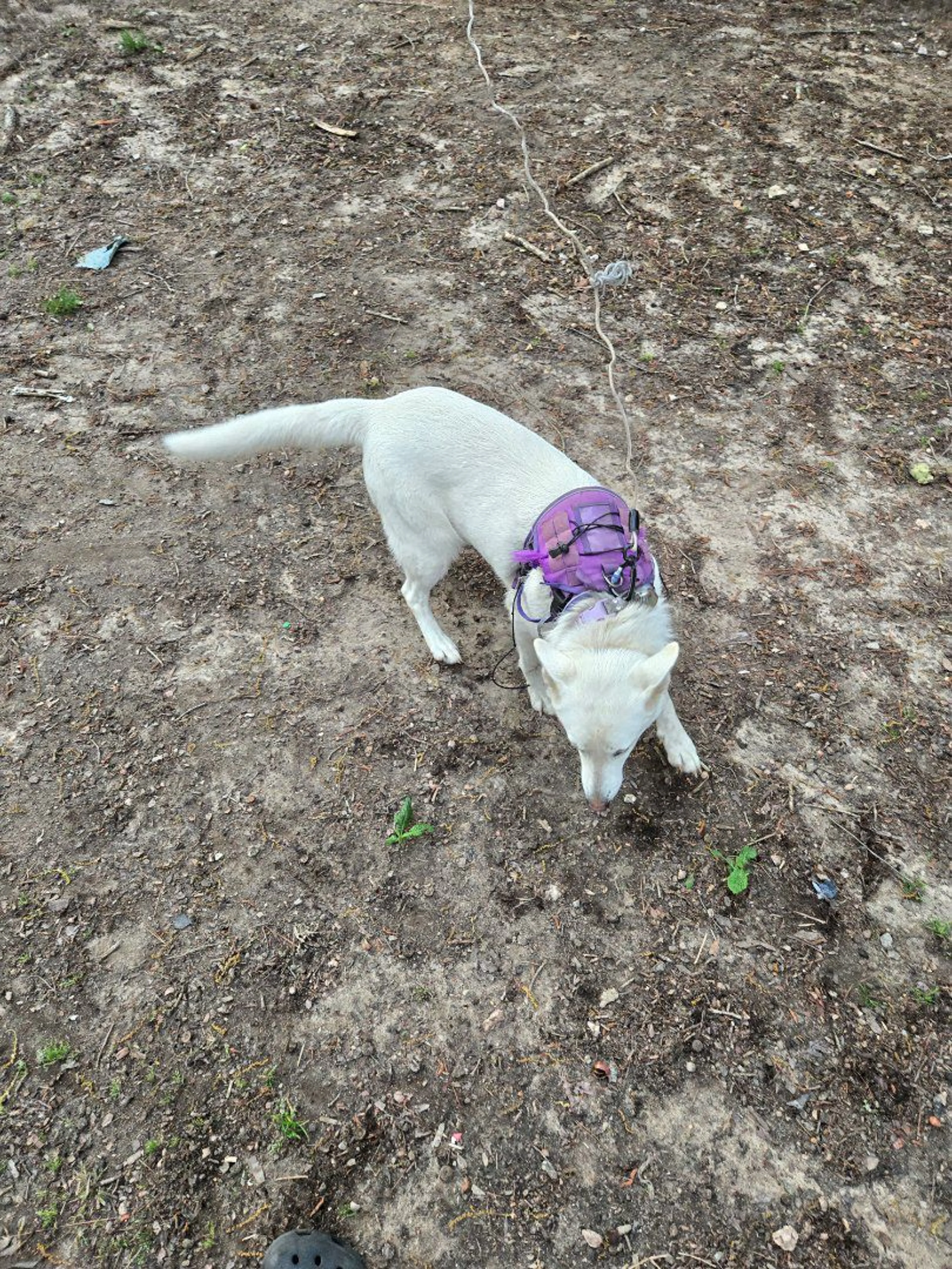Lost pet-4