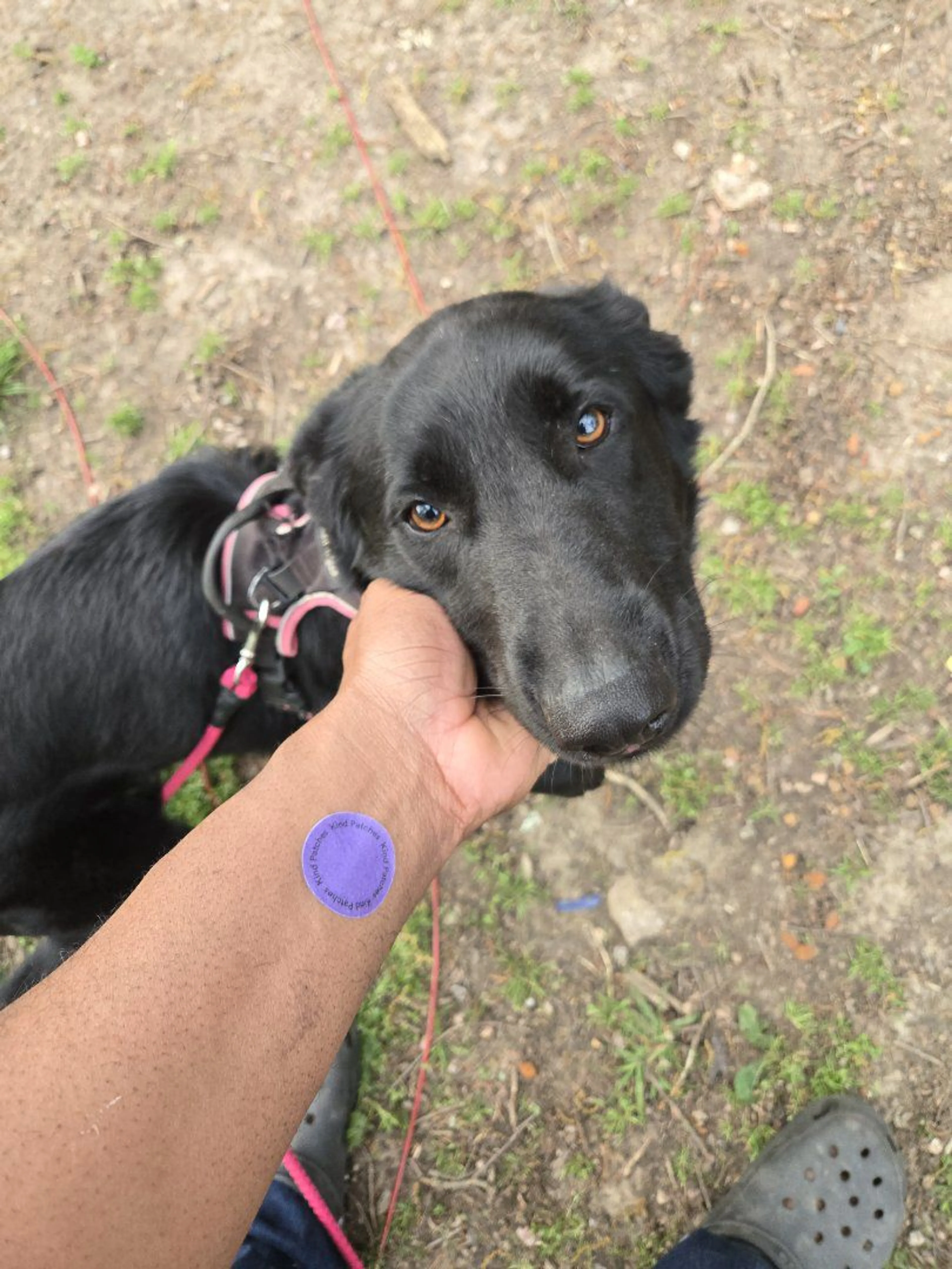 Lost pet-3