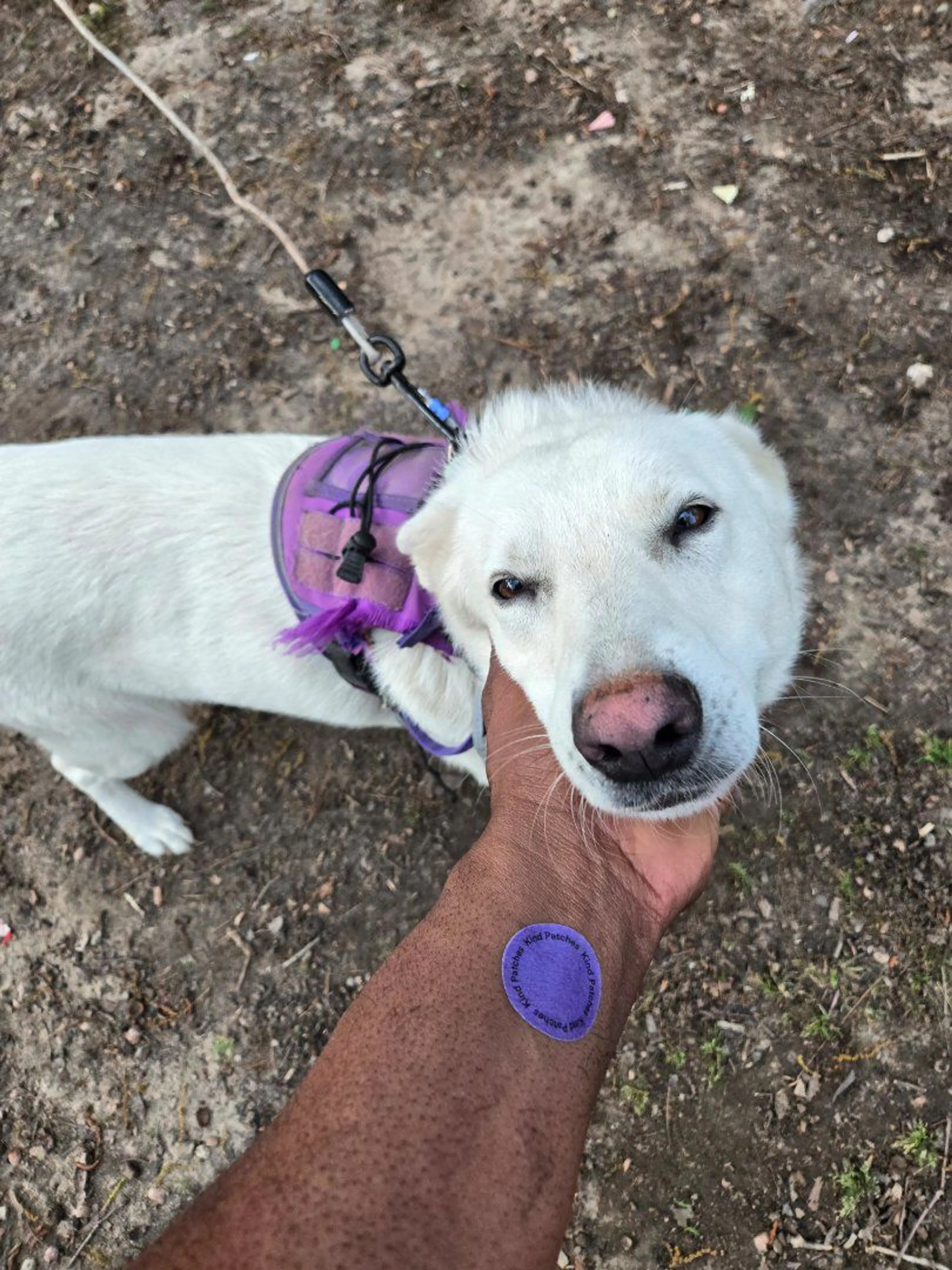 Lost pet-2