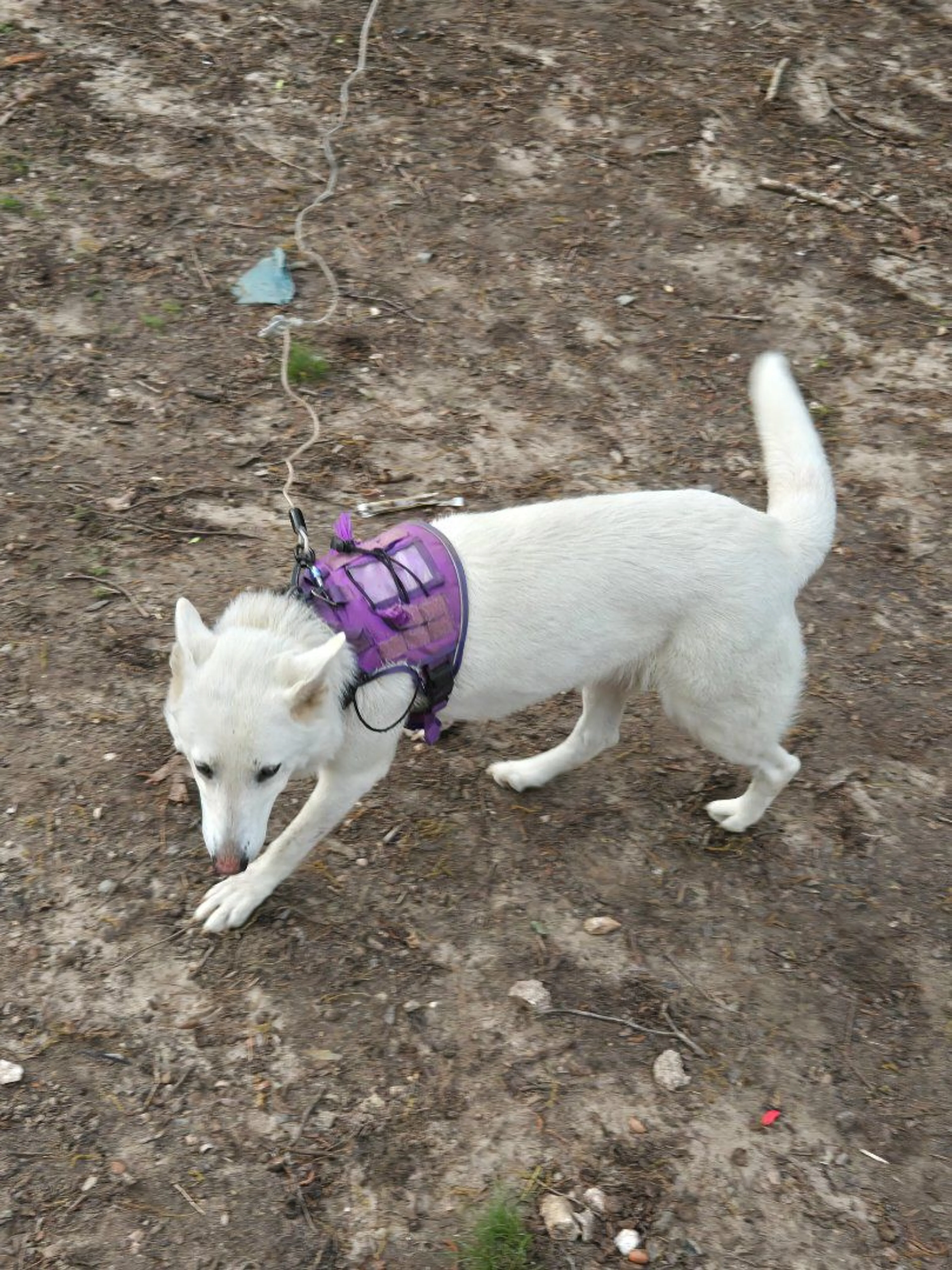 Lost pet-1