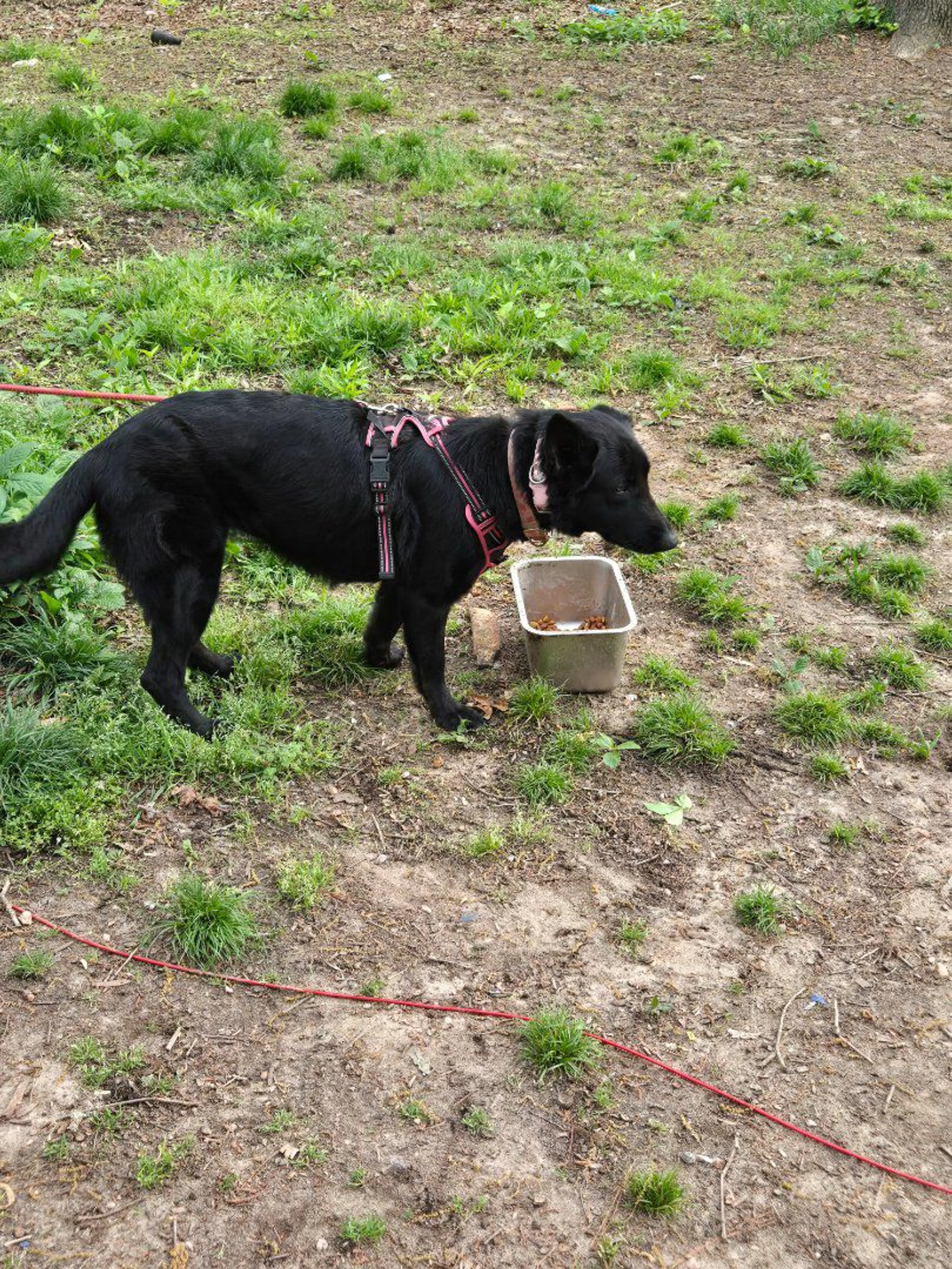 Lost pet-0