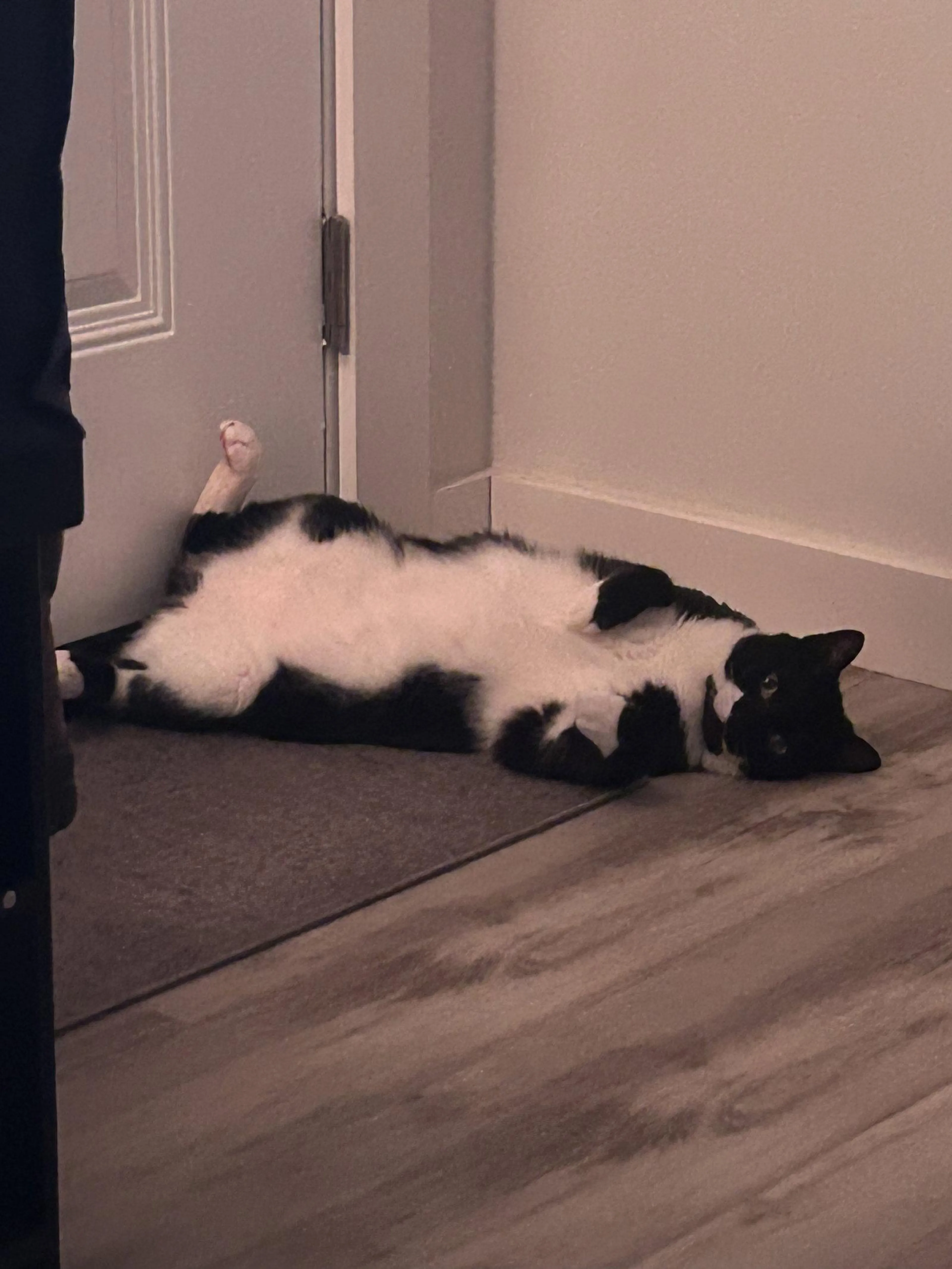 Found pet-0