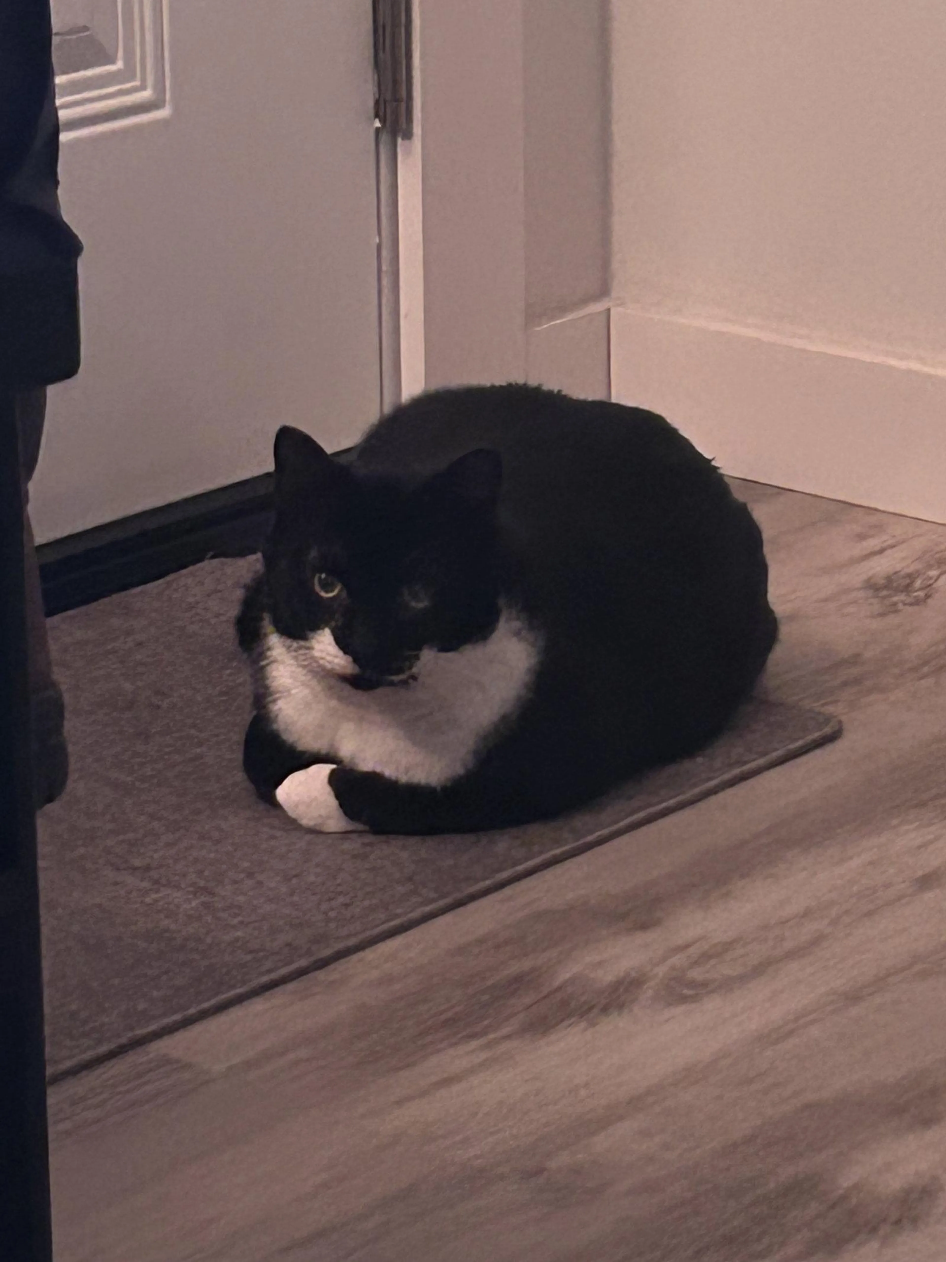 Found pet-1