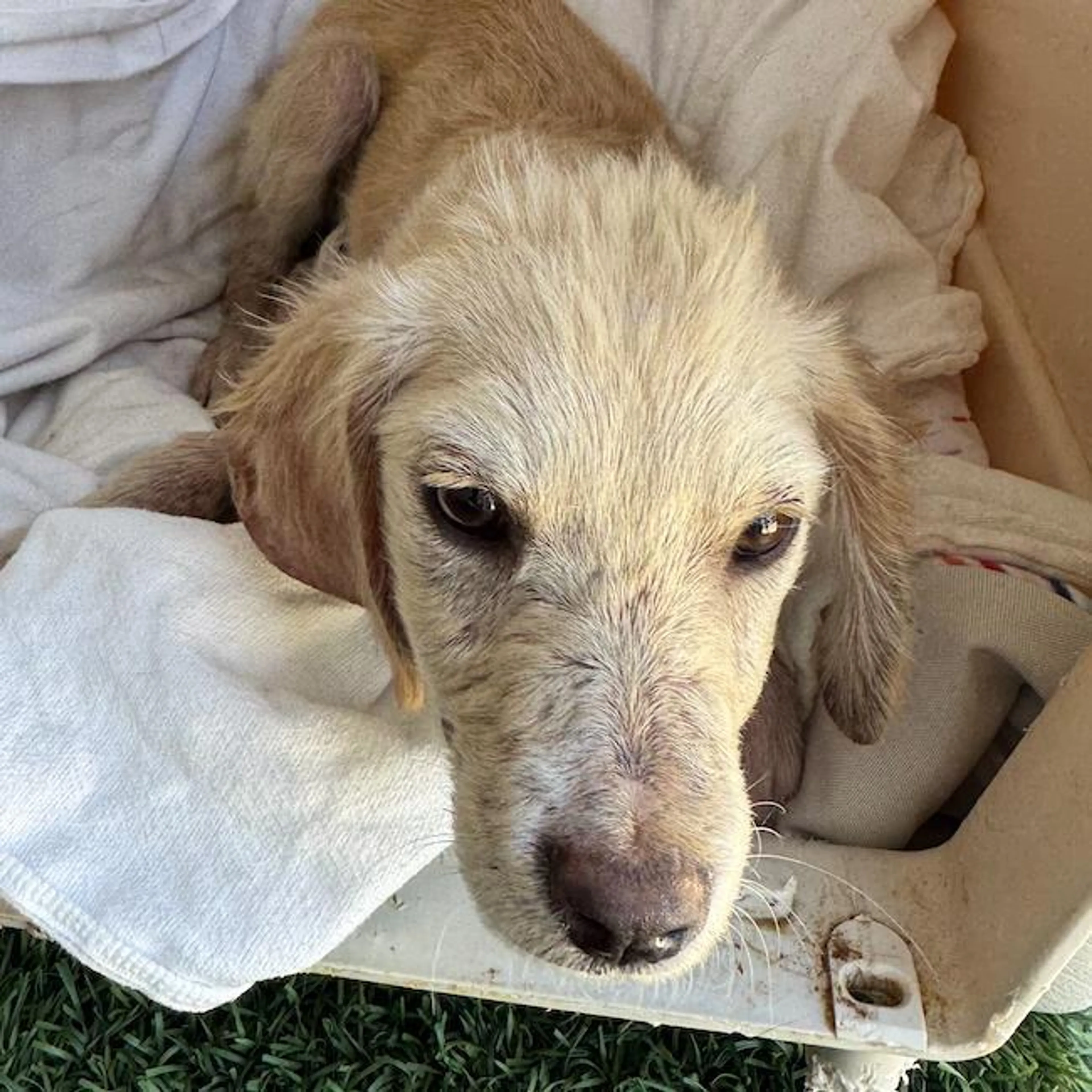 Found pet-2
