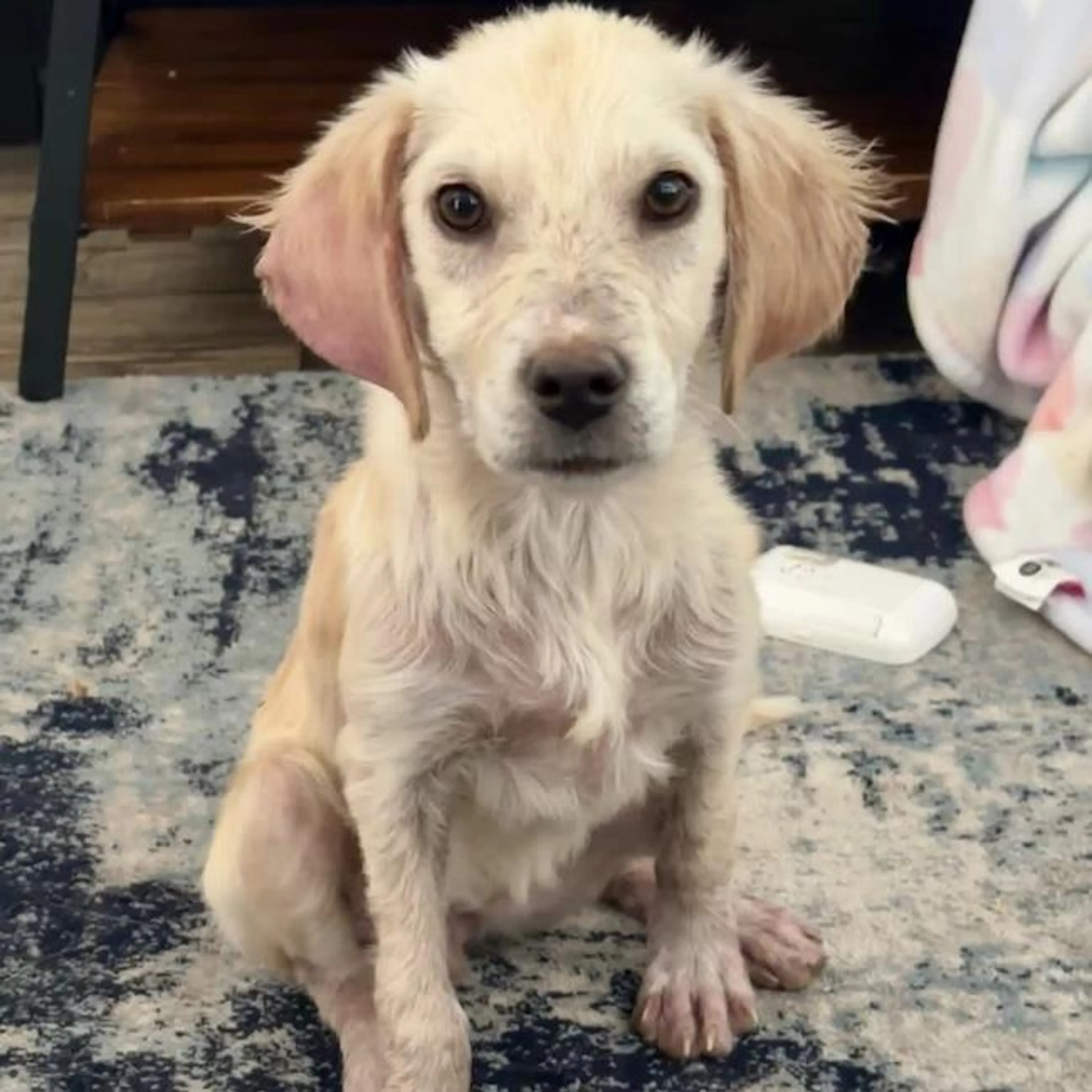 Found pet-1