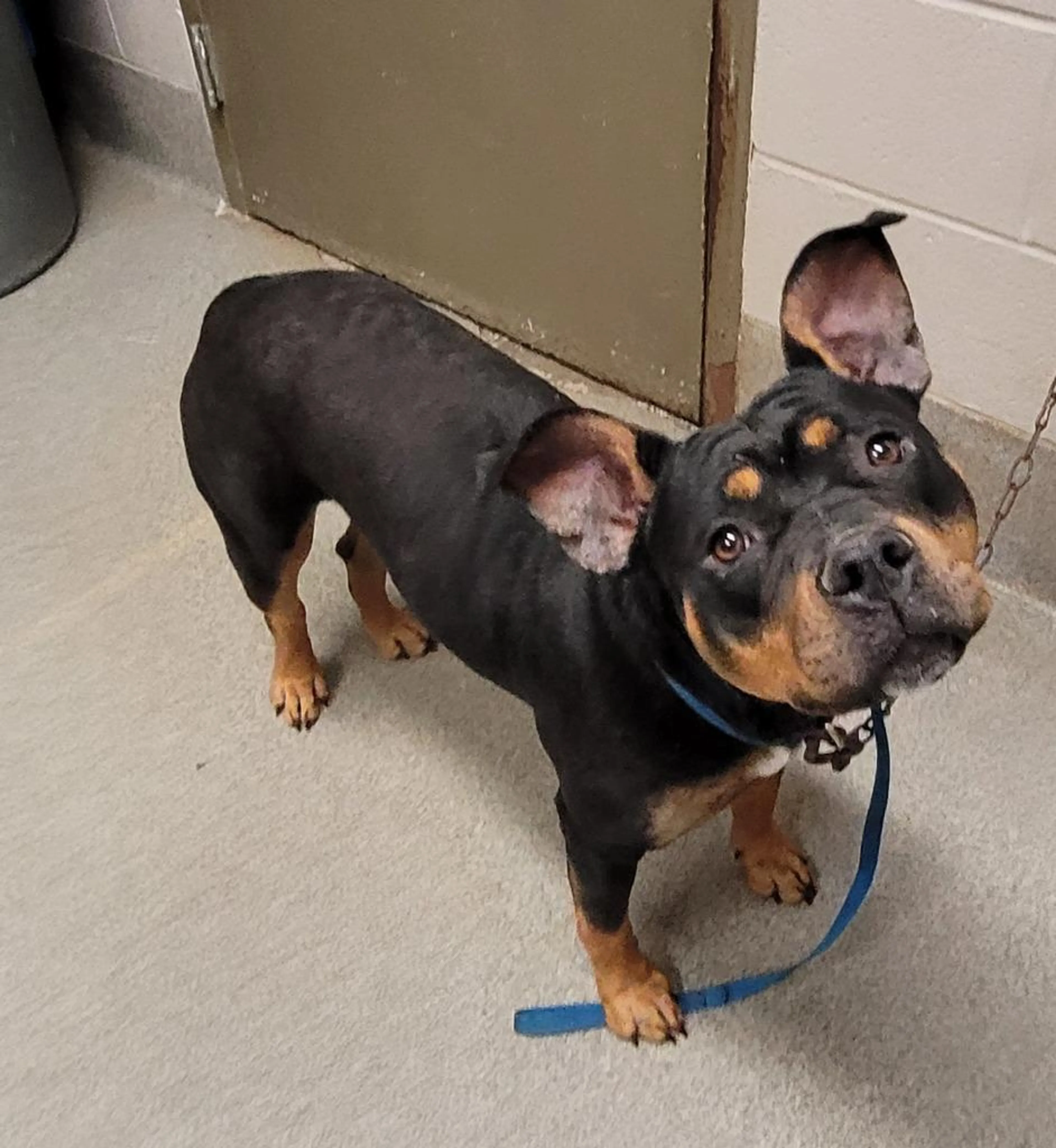 Found pet-2