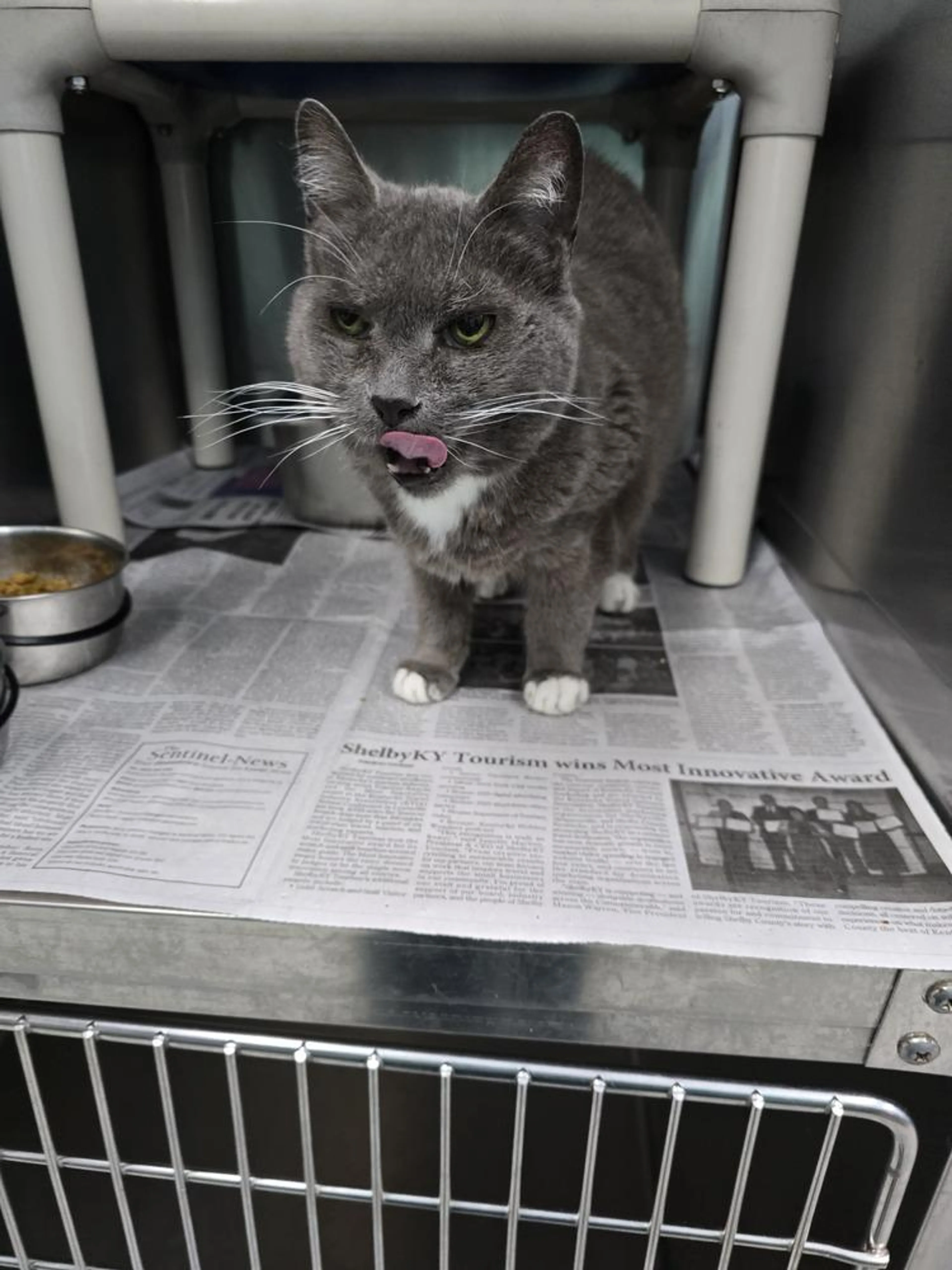 Found pet-3