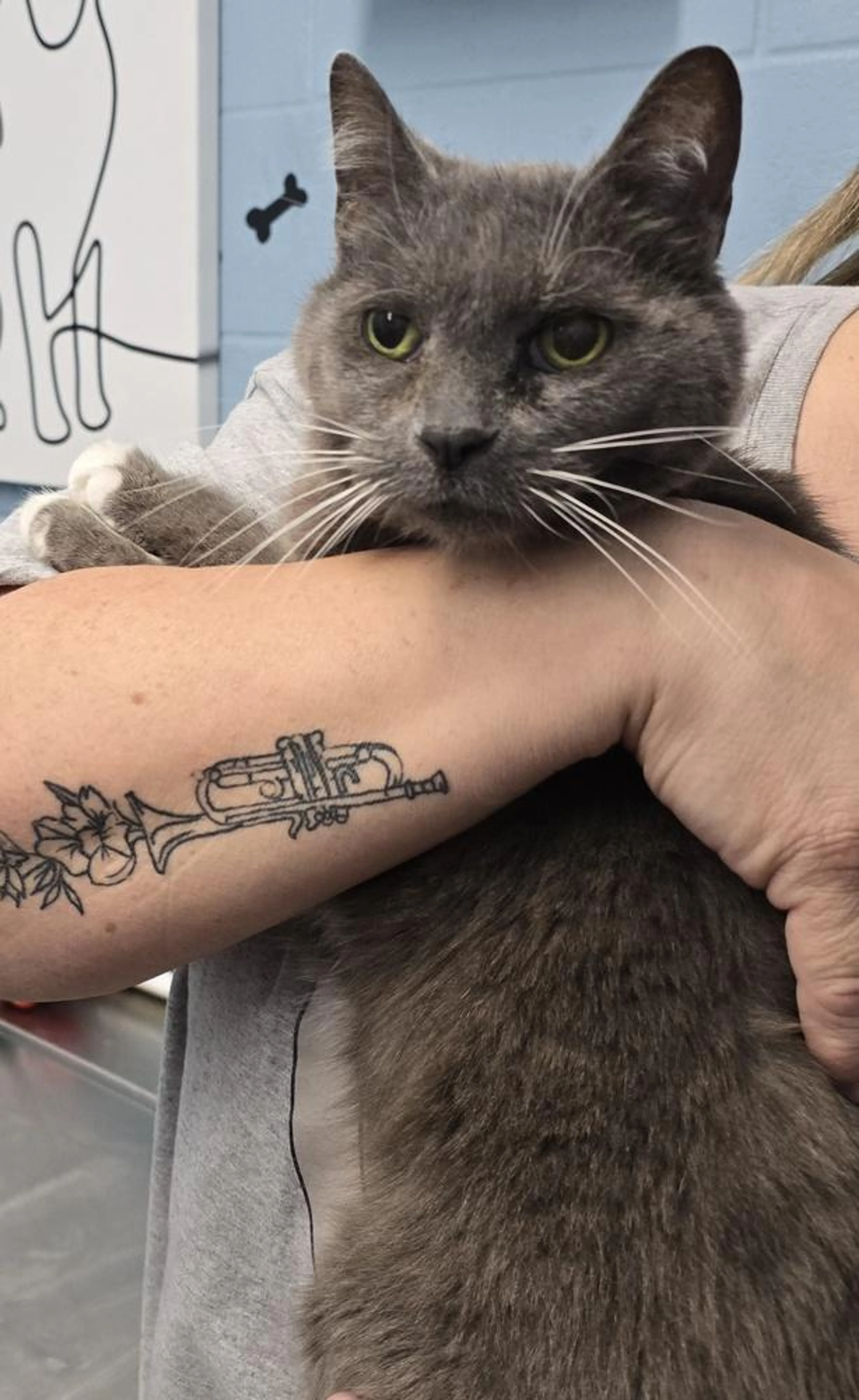 Found pet-2