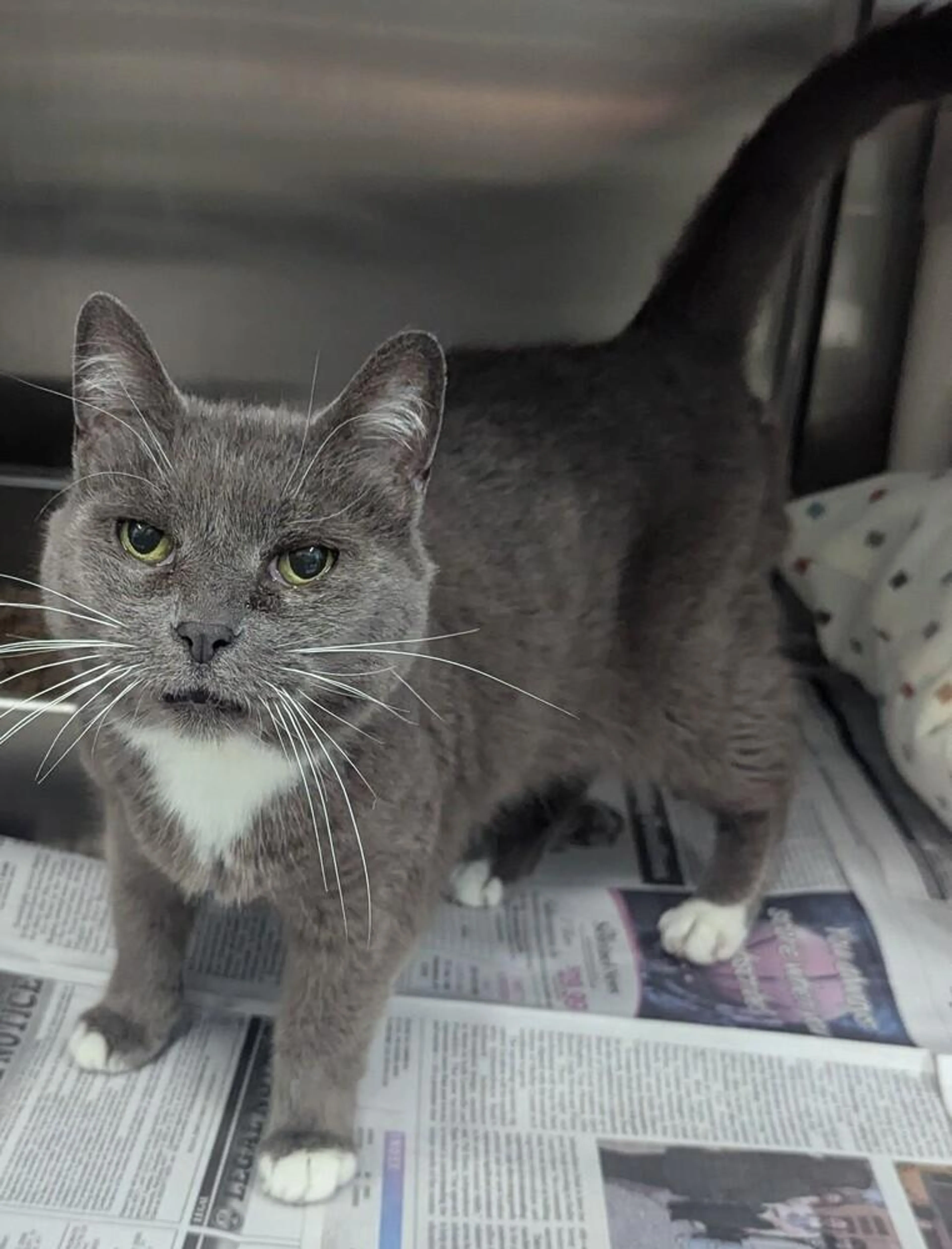 Found pet-4