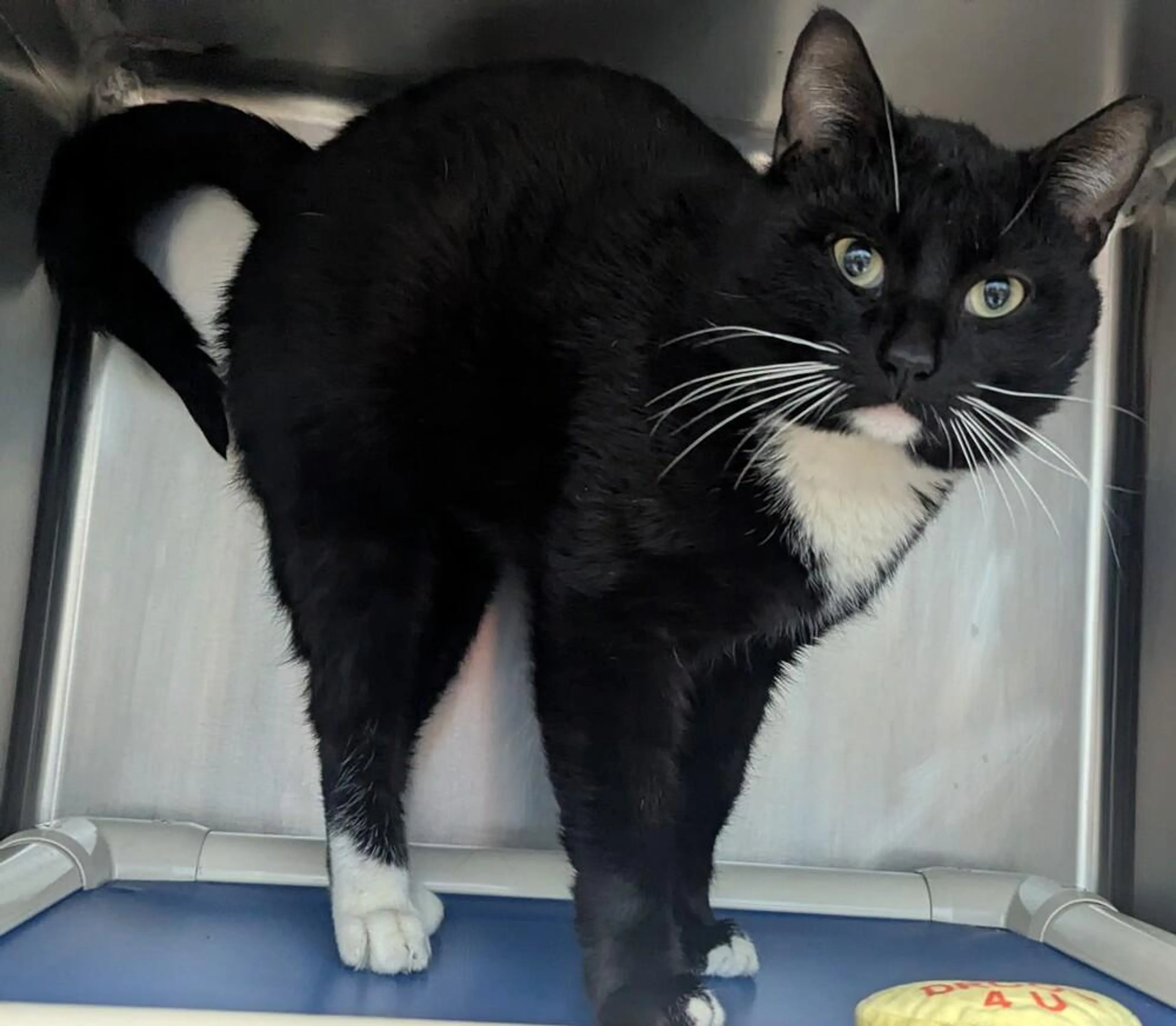 Found pet-2