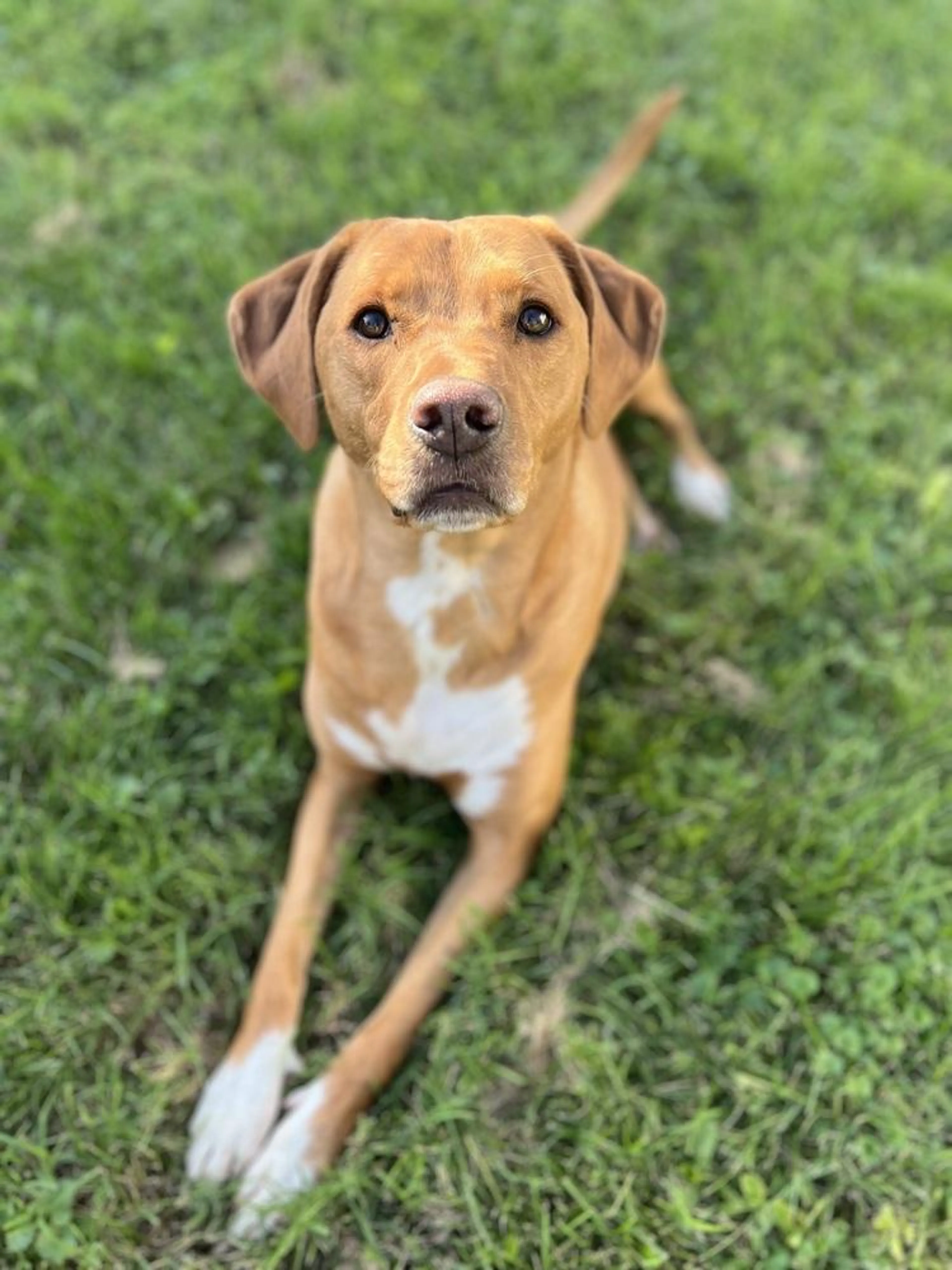 Found pet-2