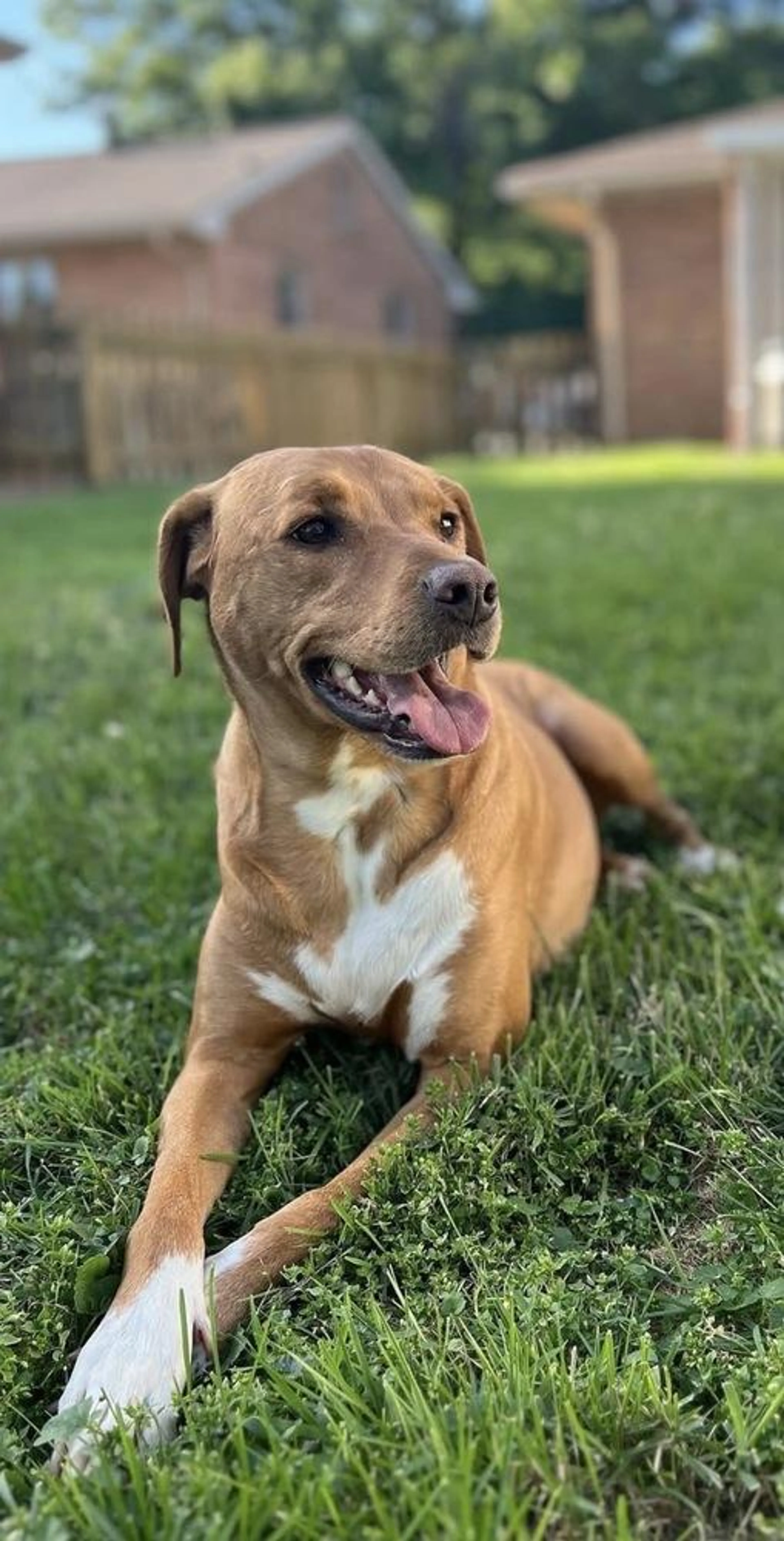 Found pet-1