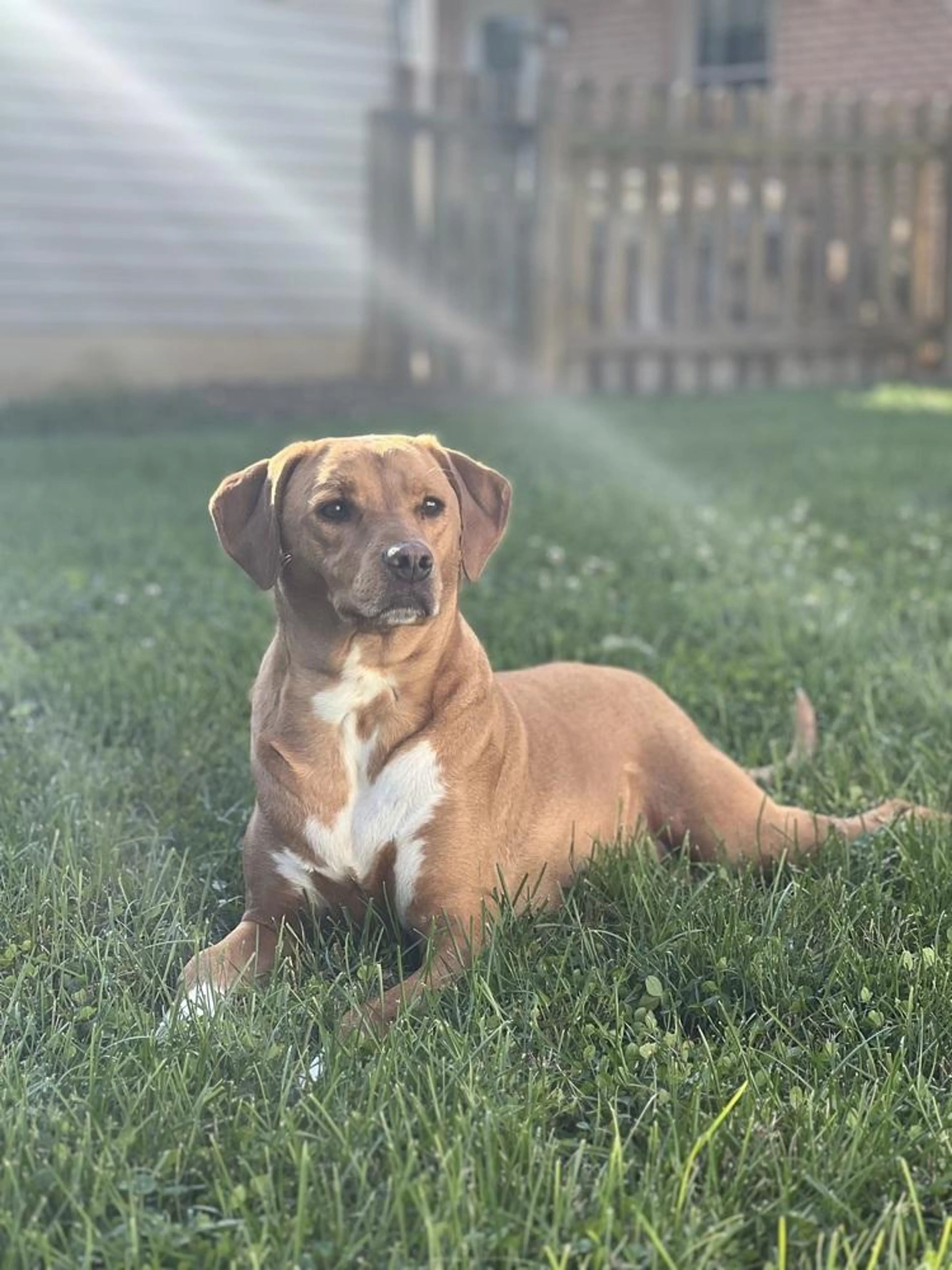 Found pet-3