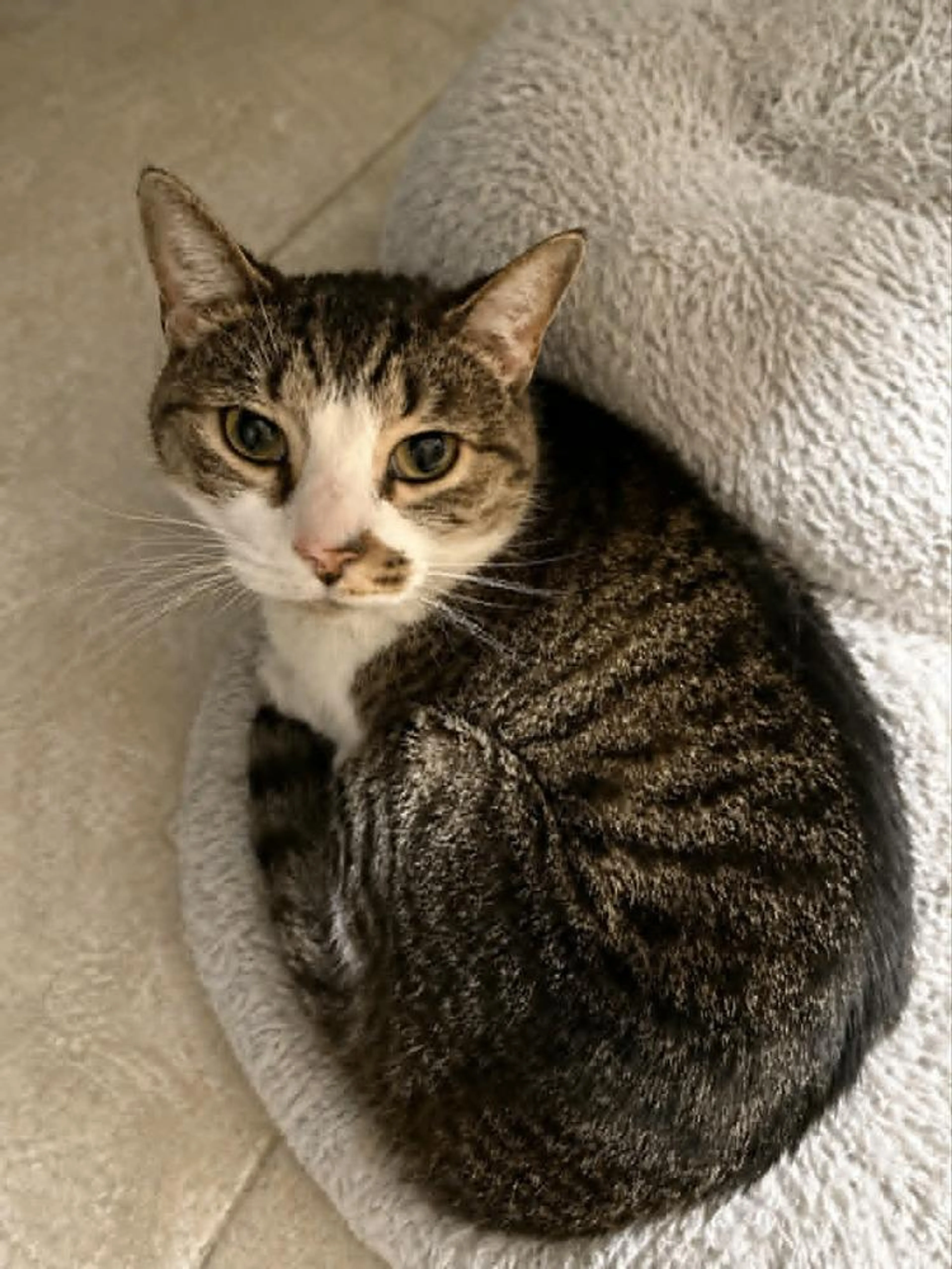 Found pet