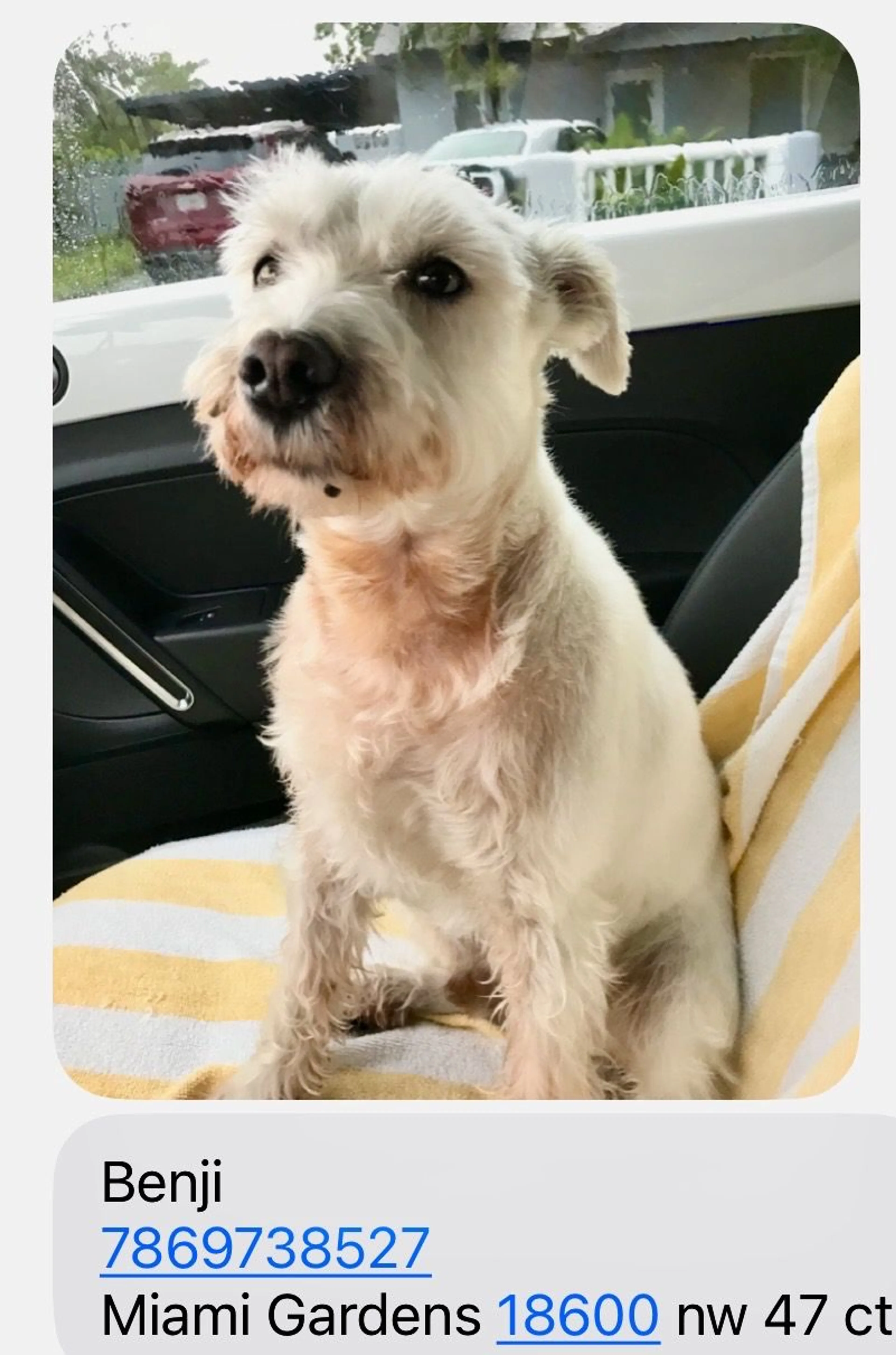Lost pet