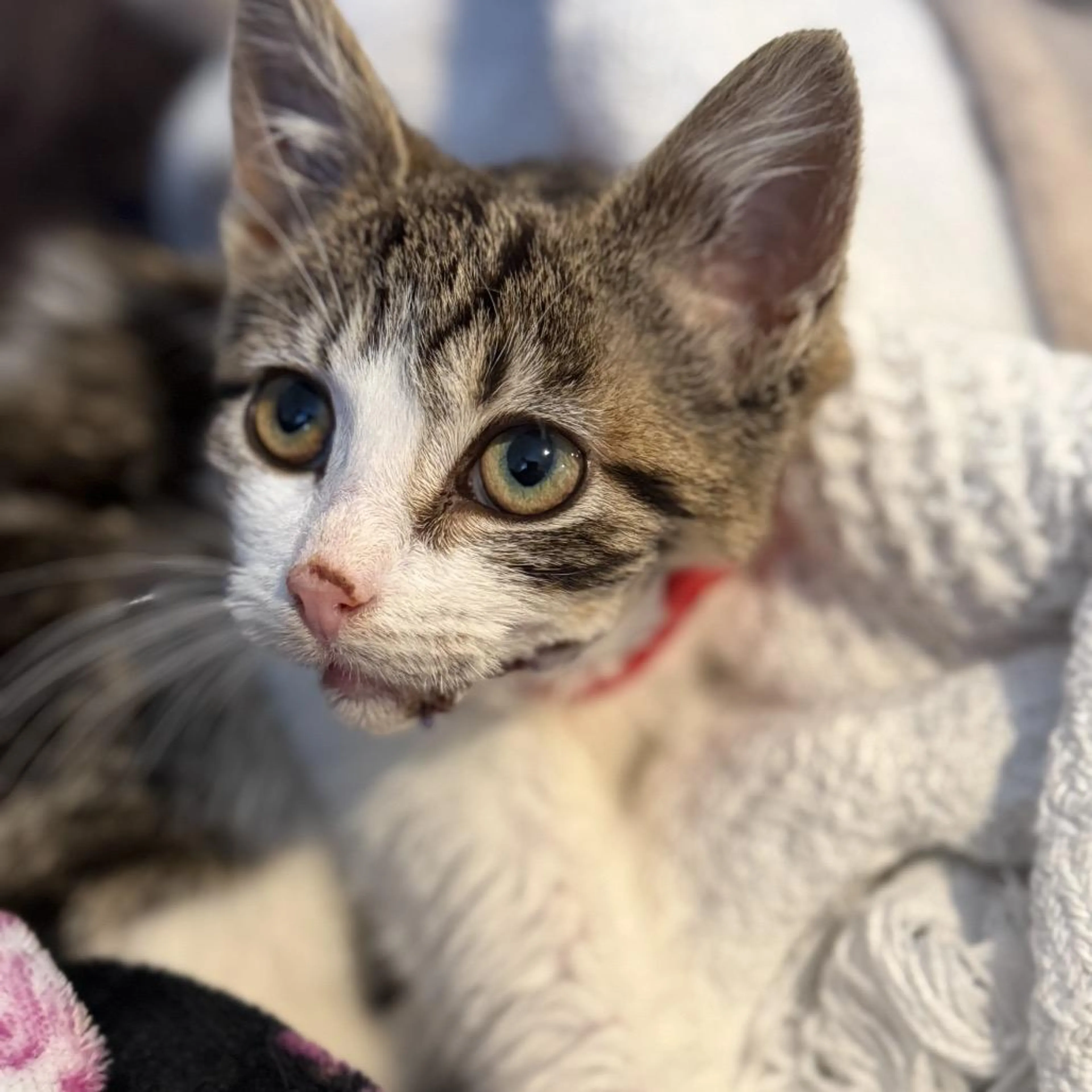 Found pet-1