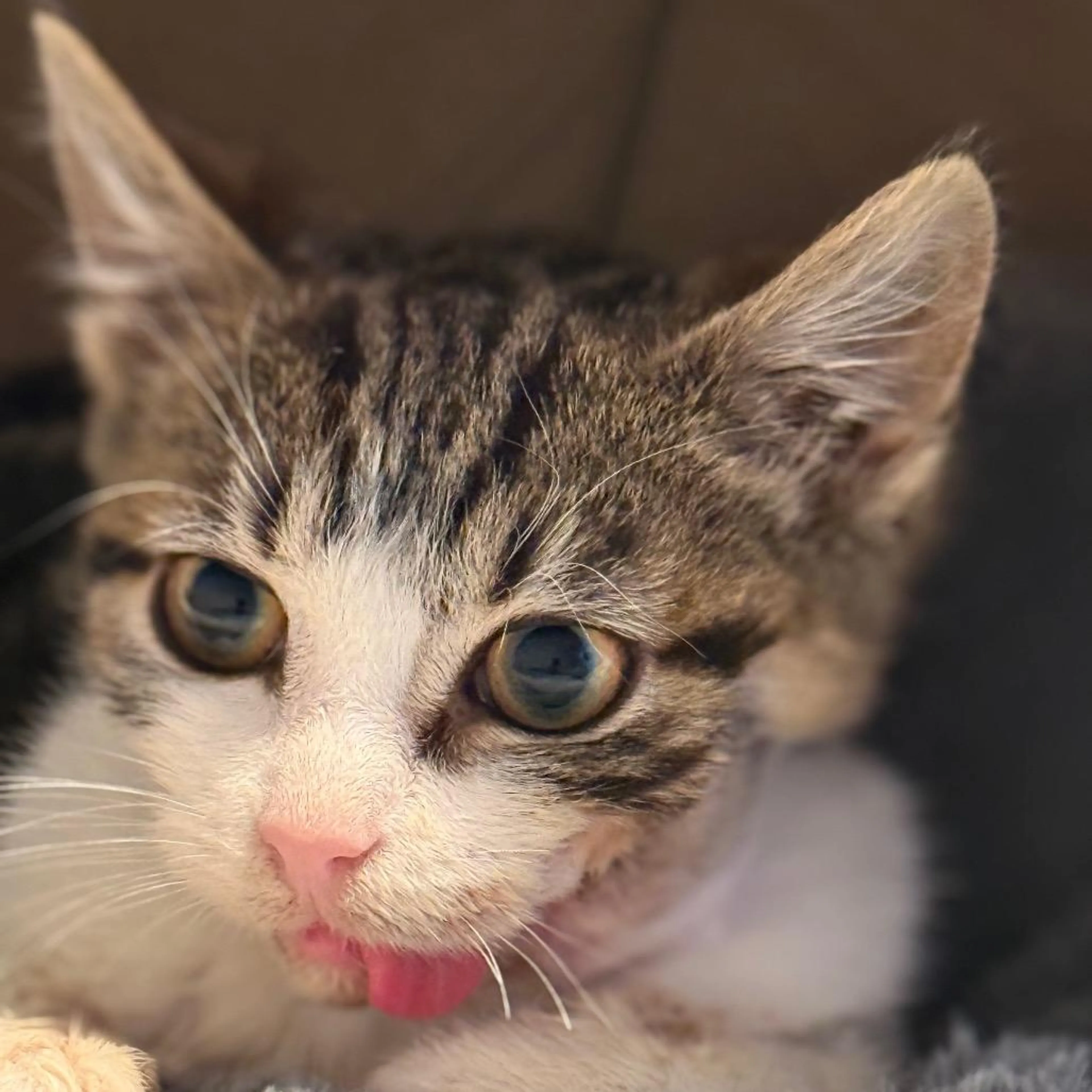 Found pet-5