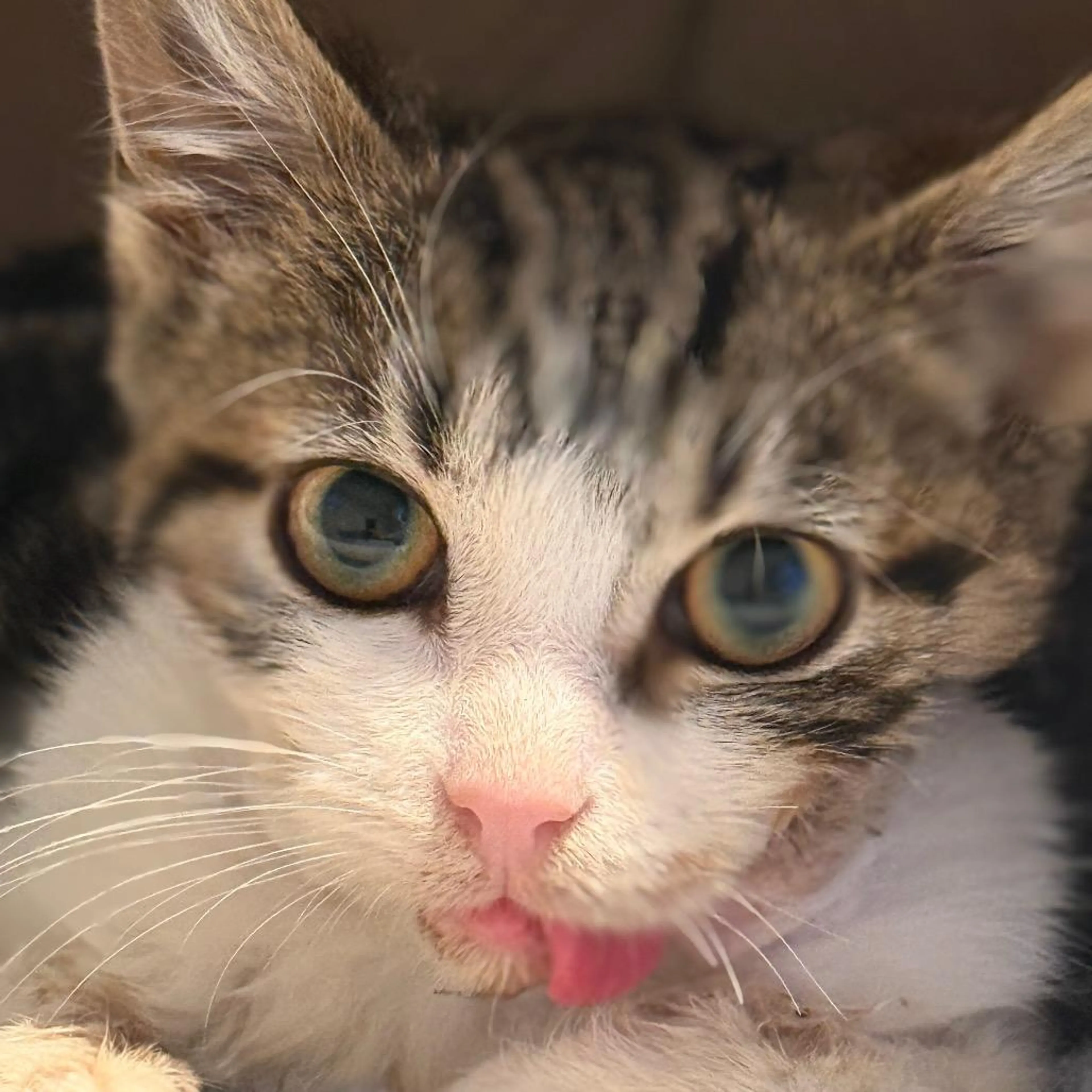 Found pet-4