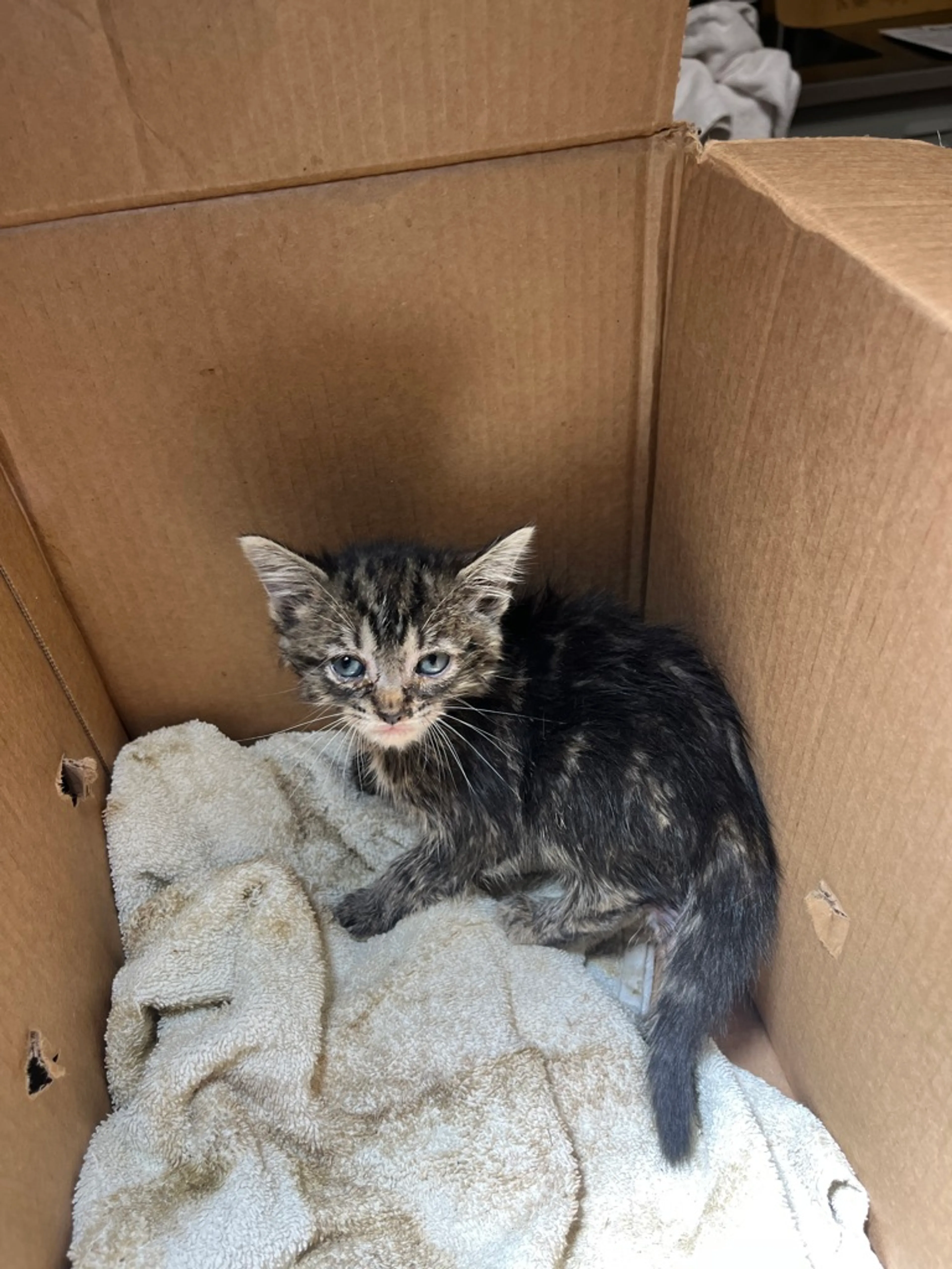 Found pet