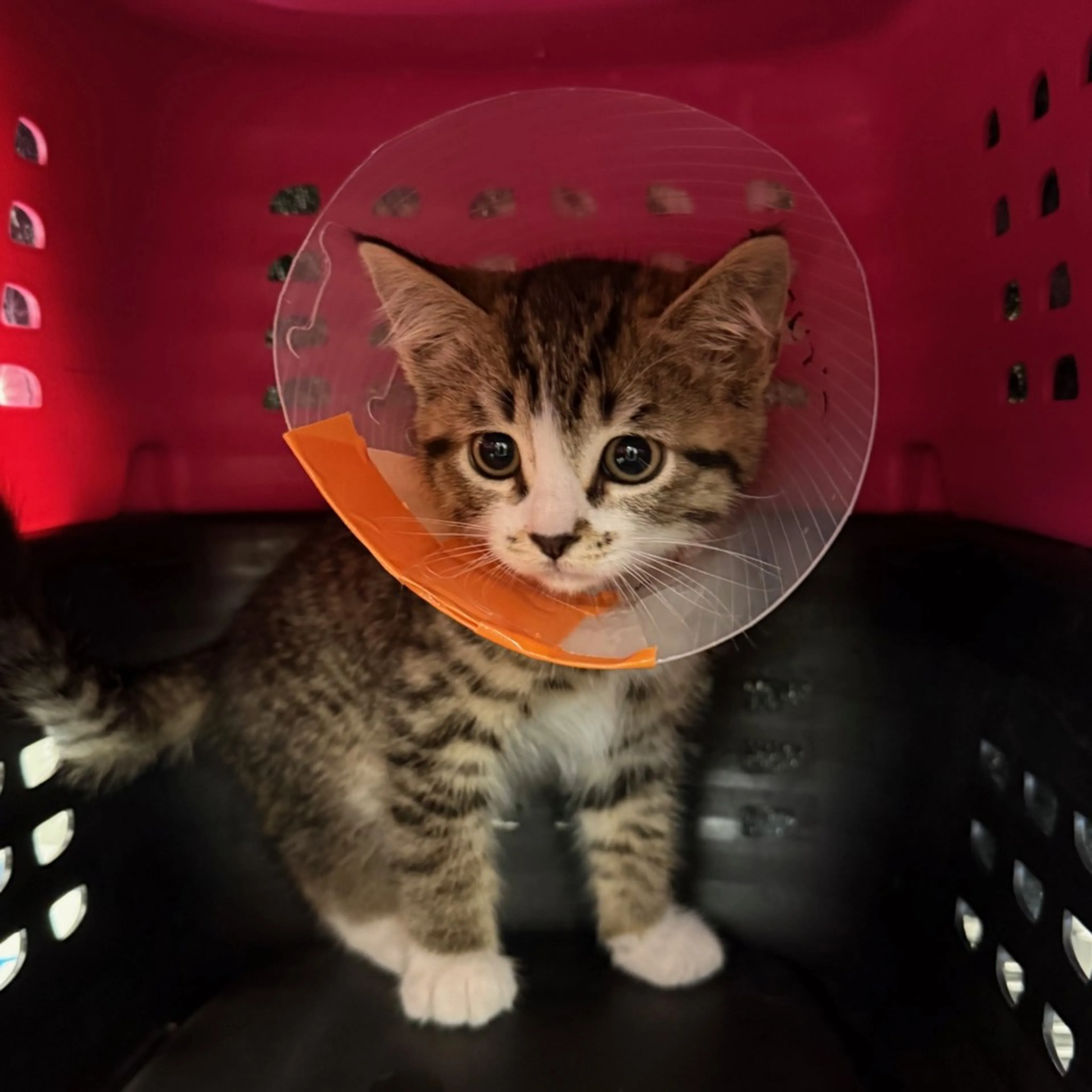 Found pet-1