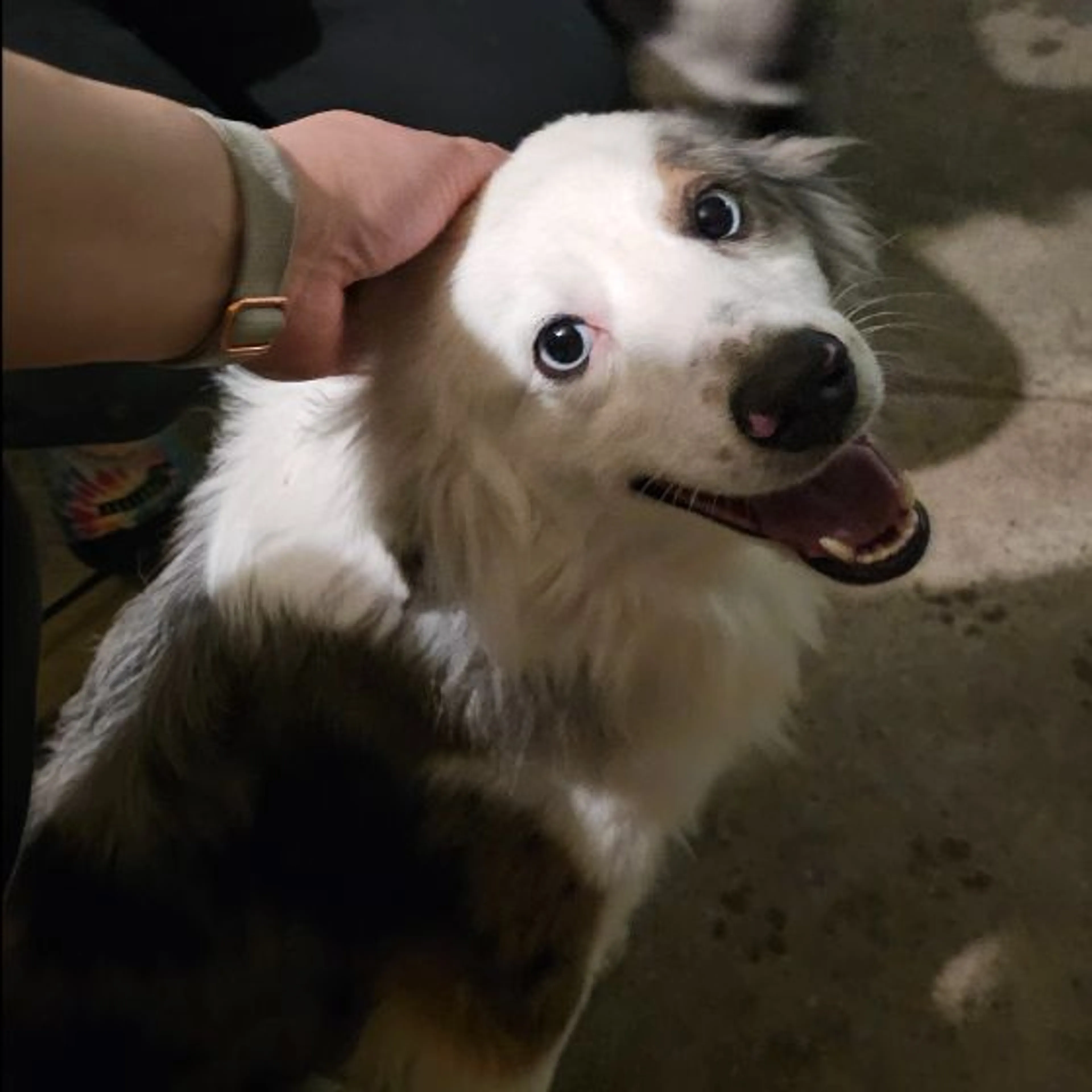 Found pet-0