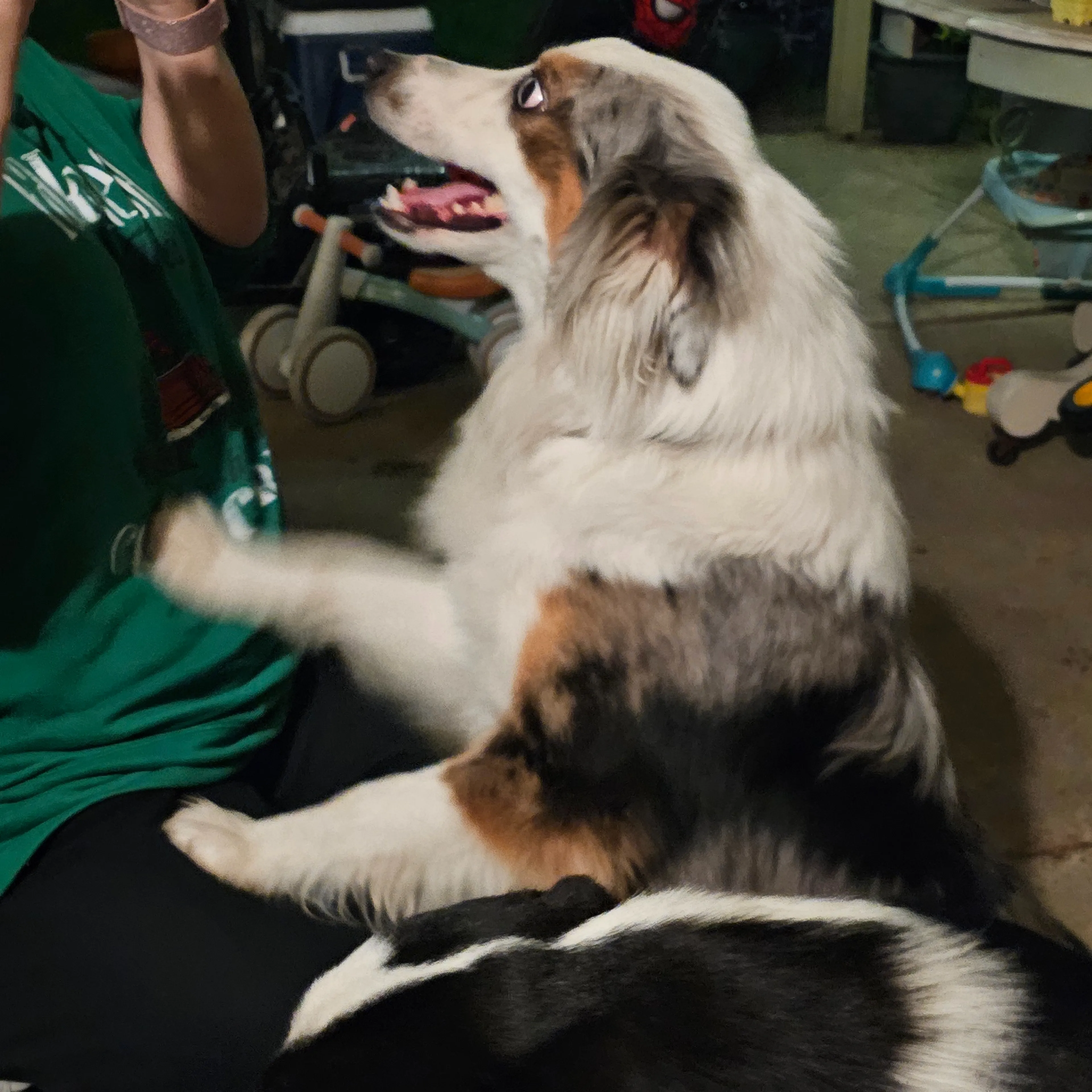 Found pet-1
