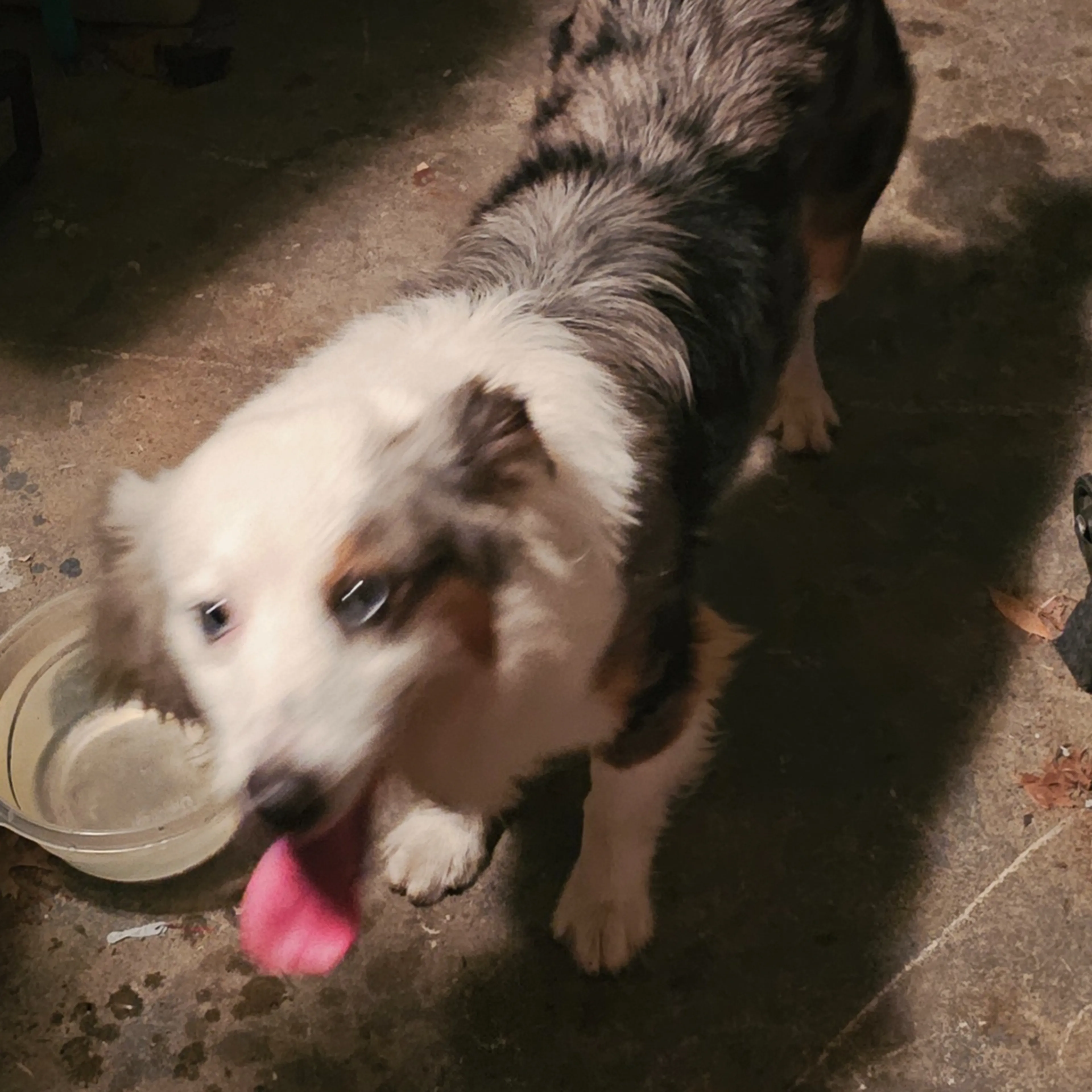 Found pet-2