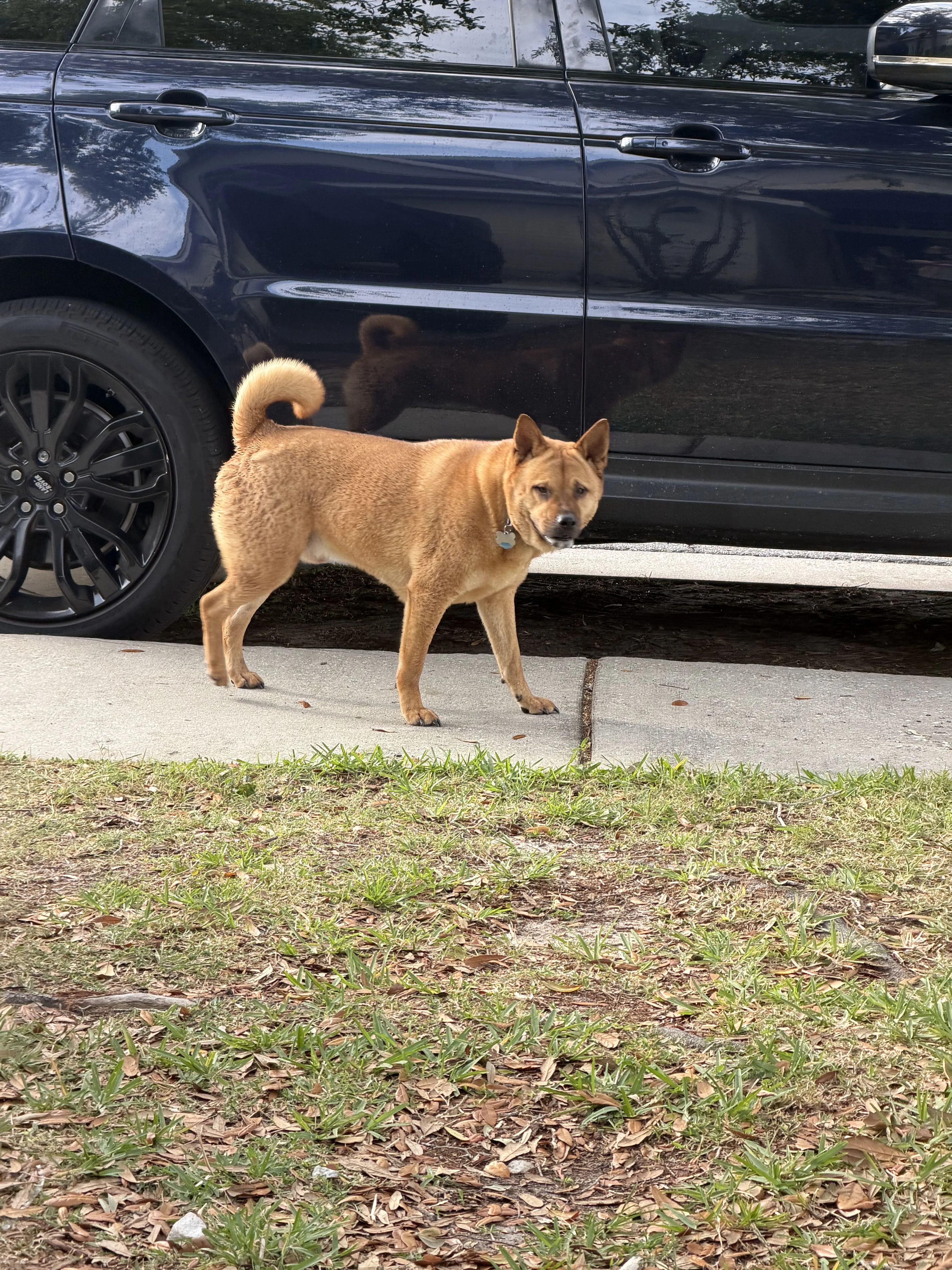 Lost pet
