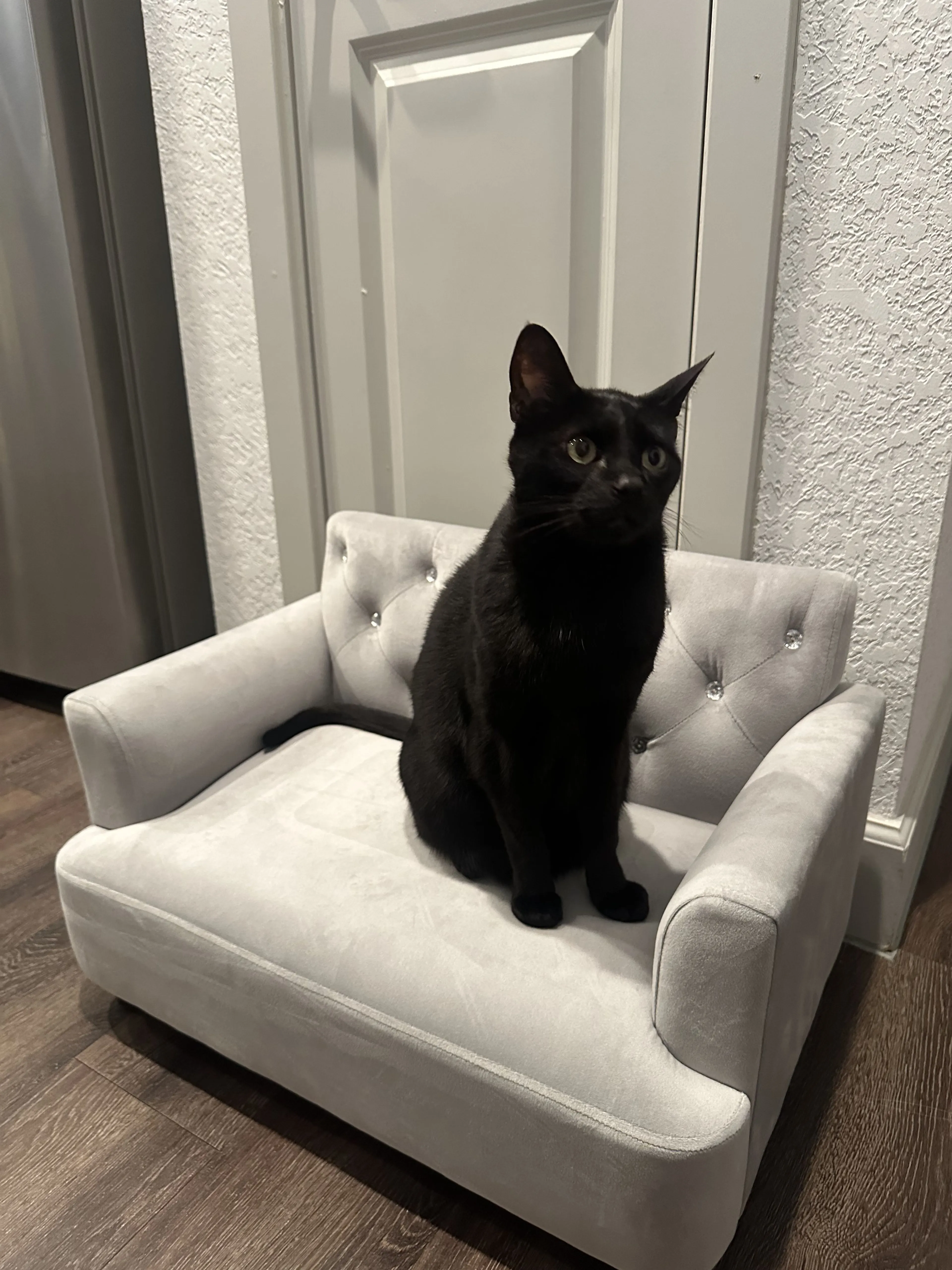 Lost pet