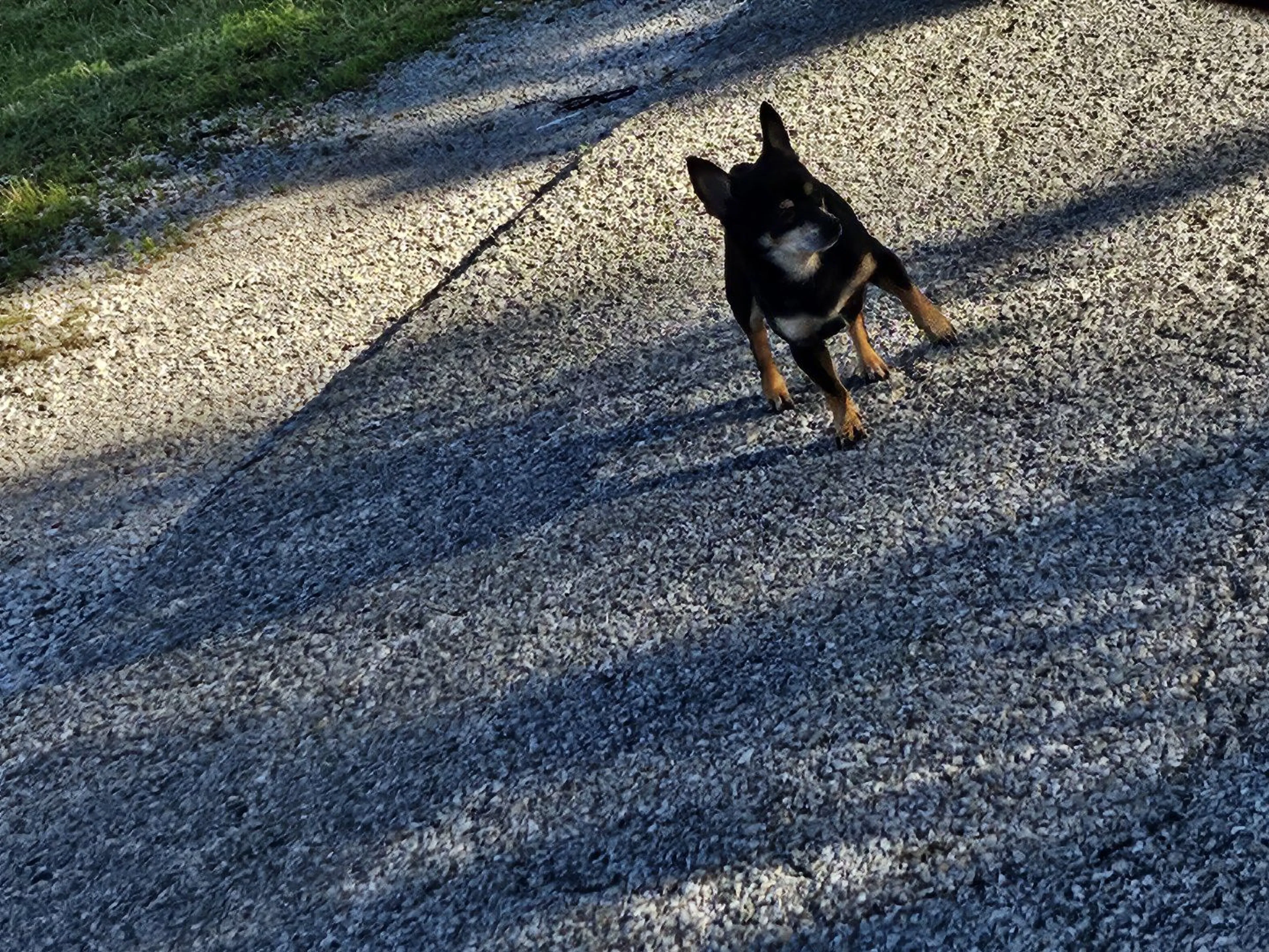 Lost pet