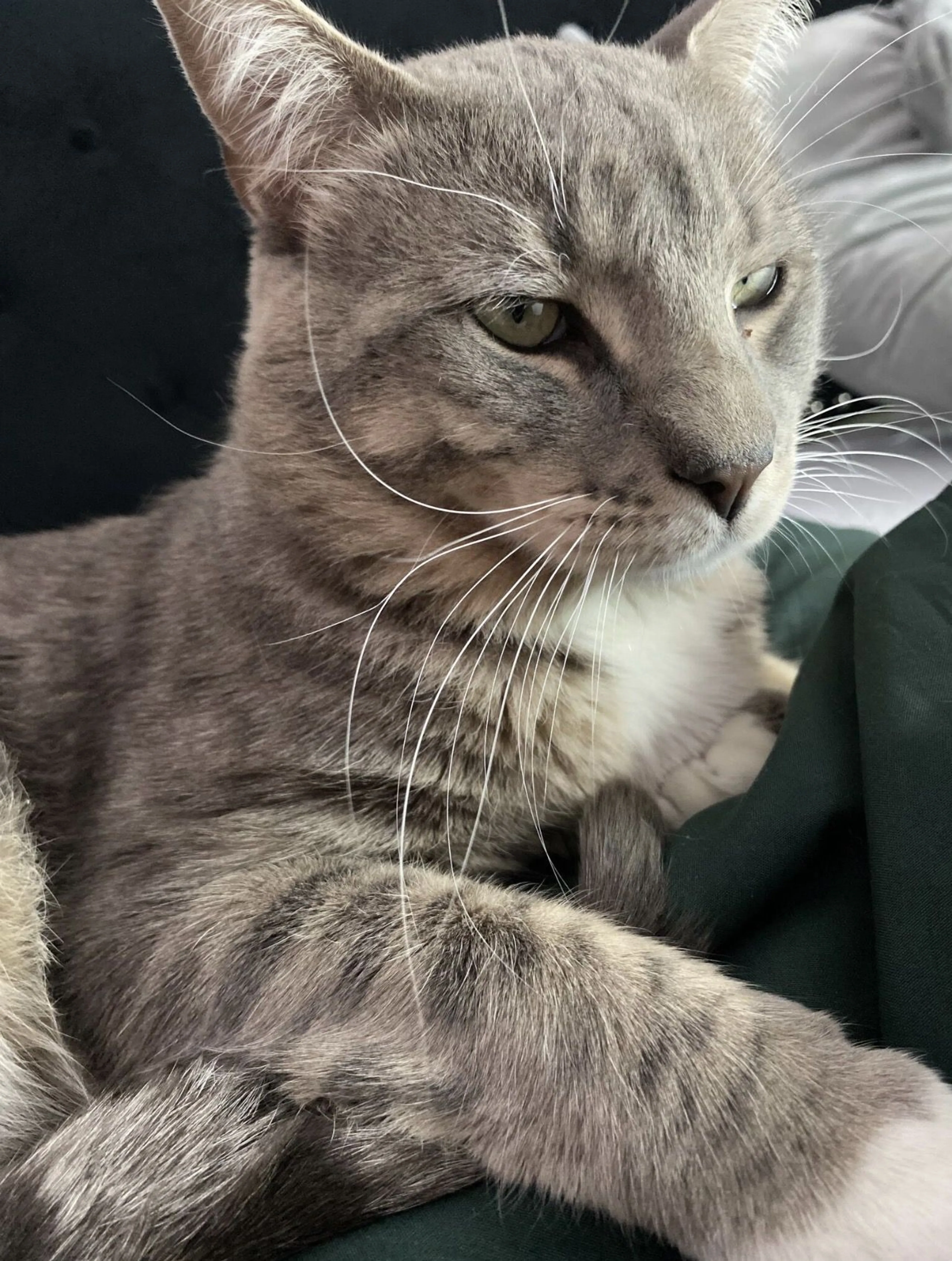 Lost pet-1