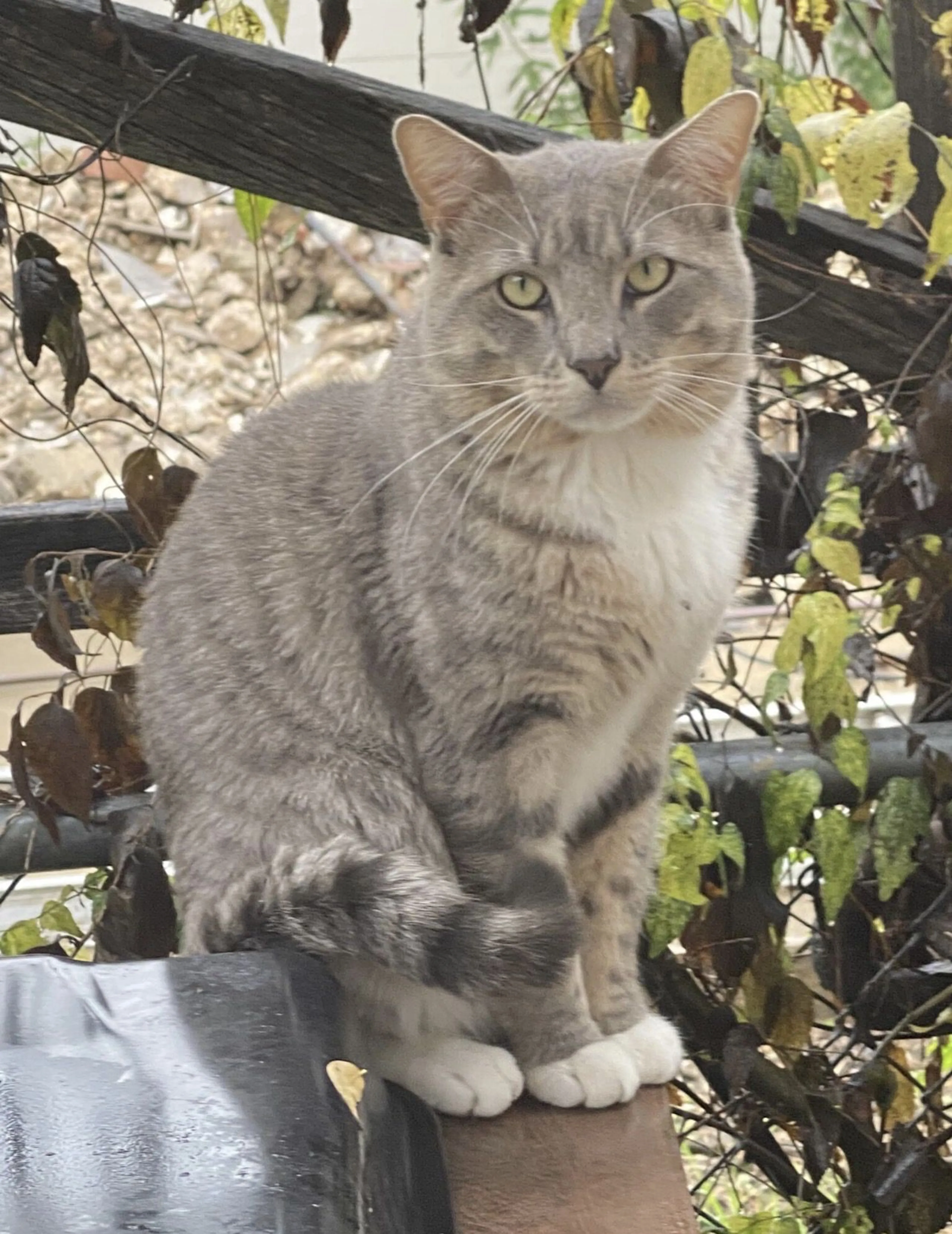 Lost pet-0
