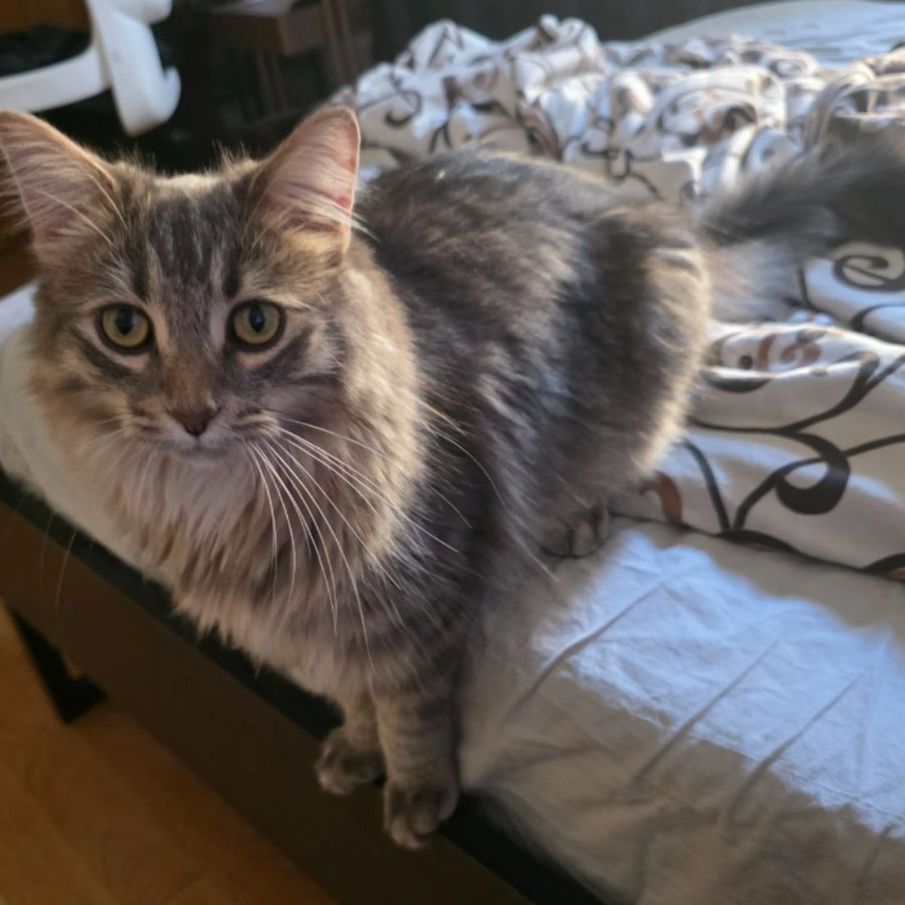 Lost pet-0
