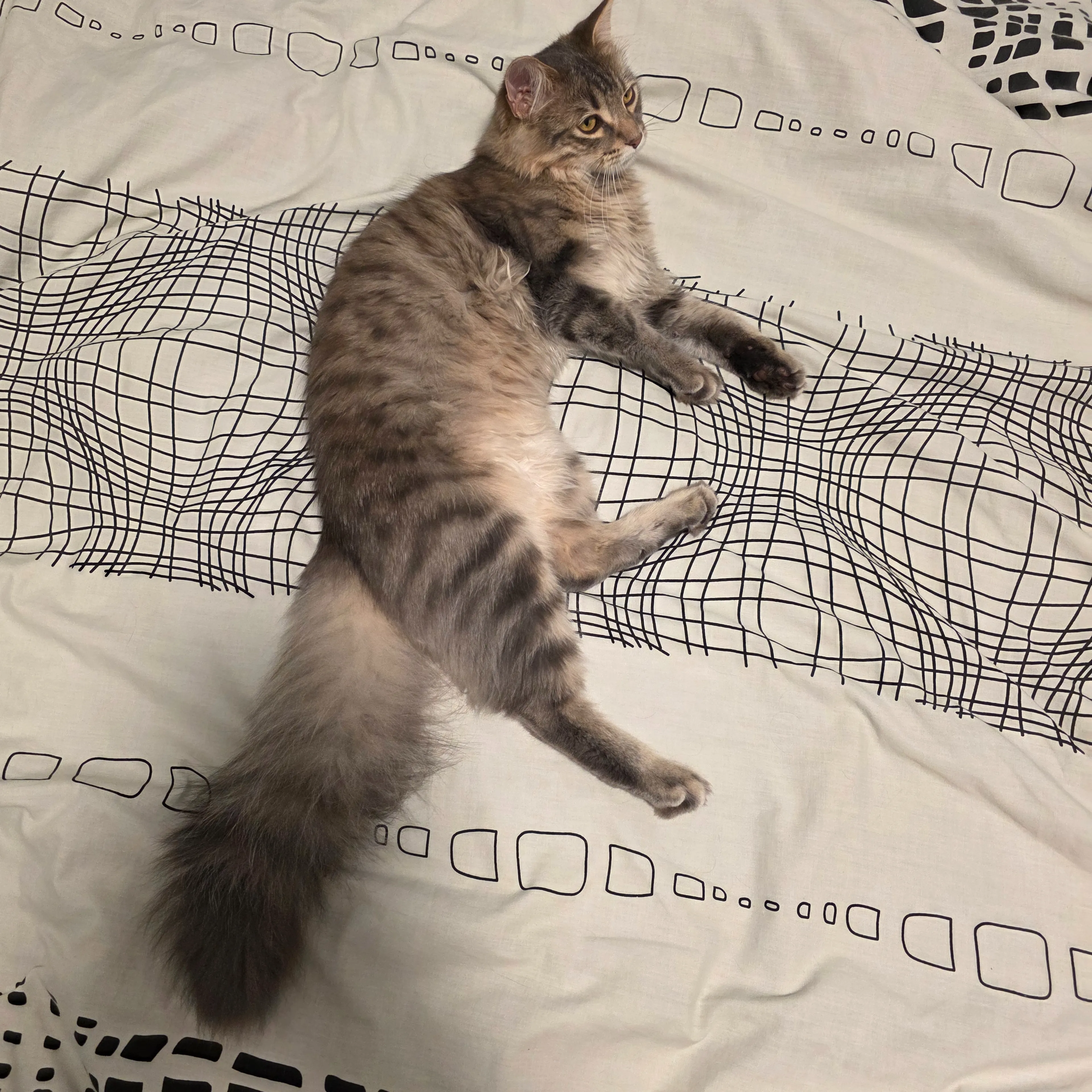 Lost pet-1