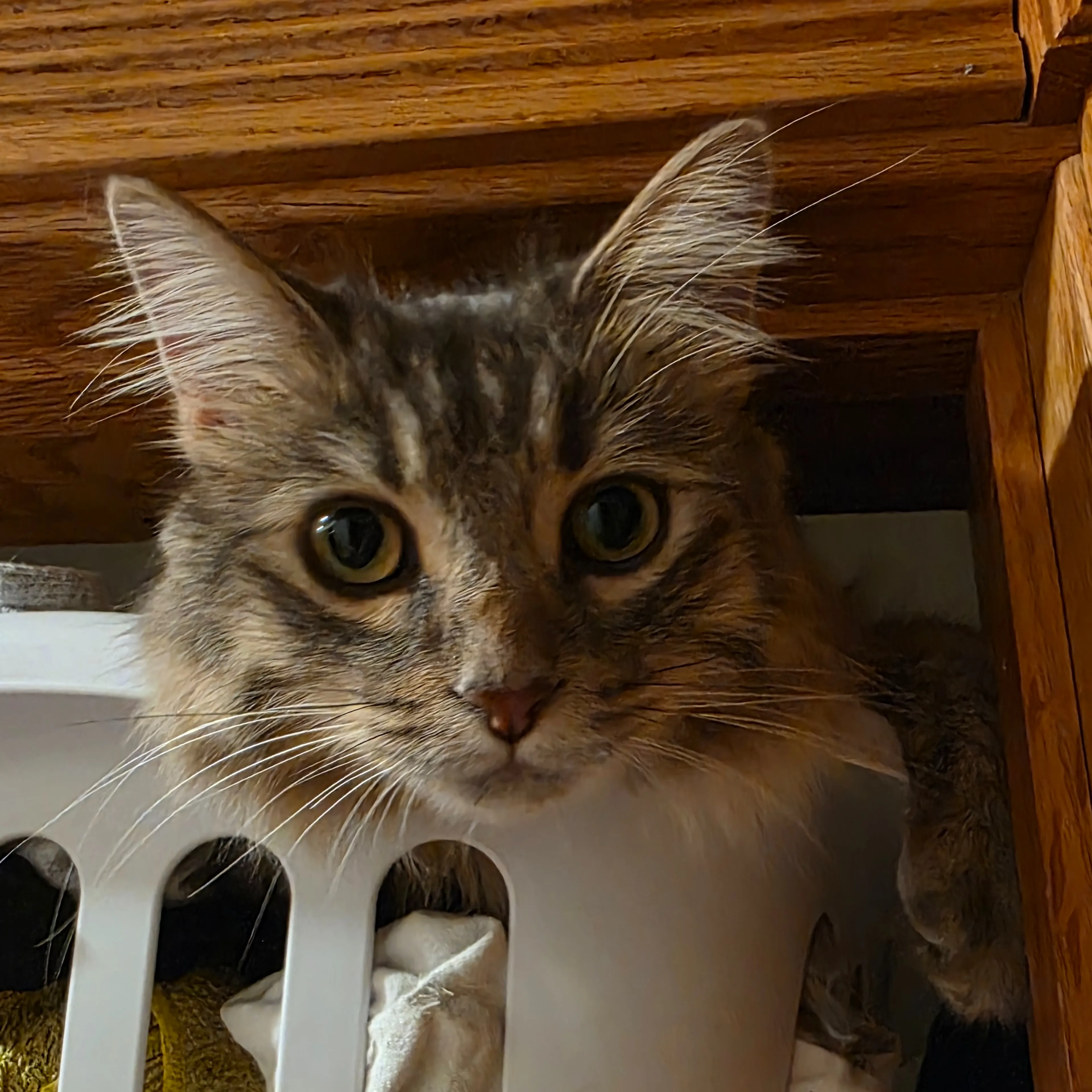 Lost pet-2